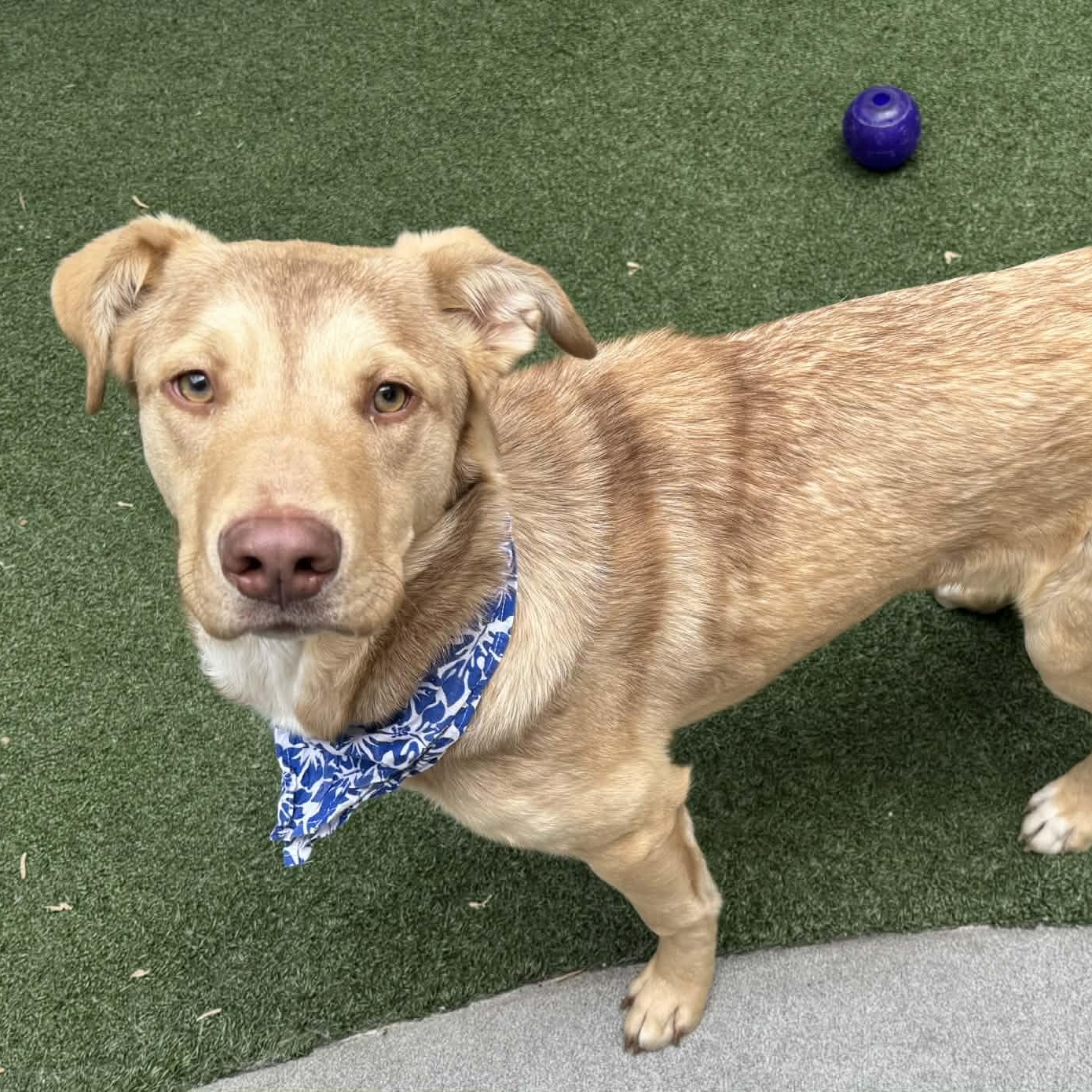 Enlarge Houdini, an adopted mixed breed in The Colony, TX image 3/6