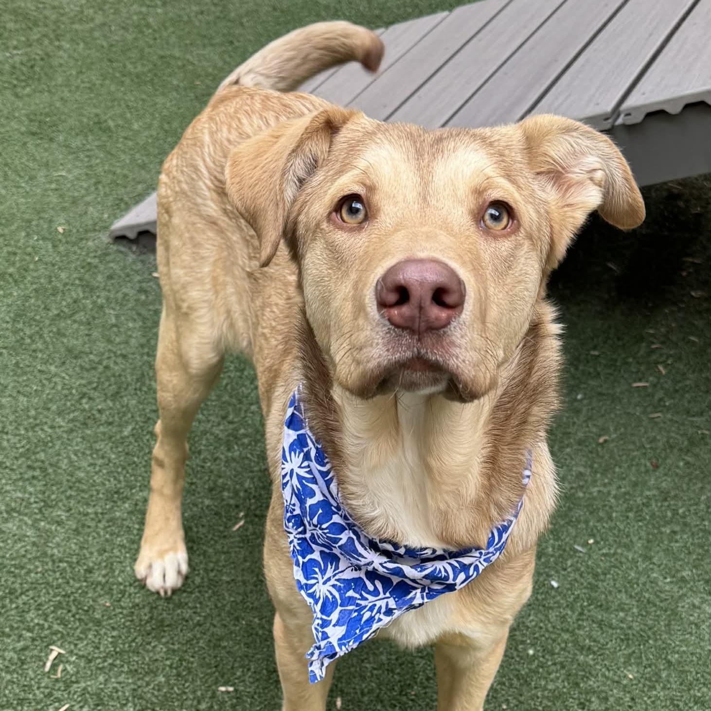 Enlarge Houdini, an adopted mixed breed in The Colony, TX image 5/6