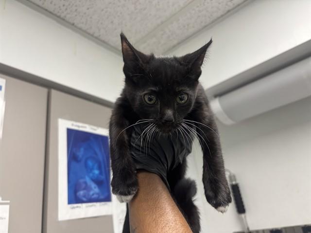 Enlarge ALLLSPICE, a Adoptable Domestic Short Hair in Antioch, CA image 1/1