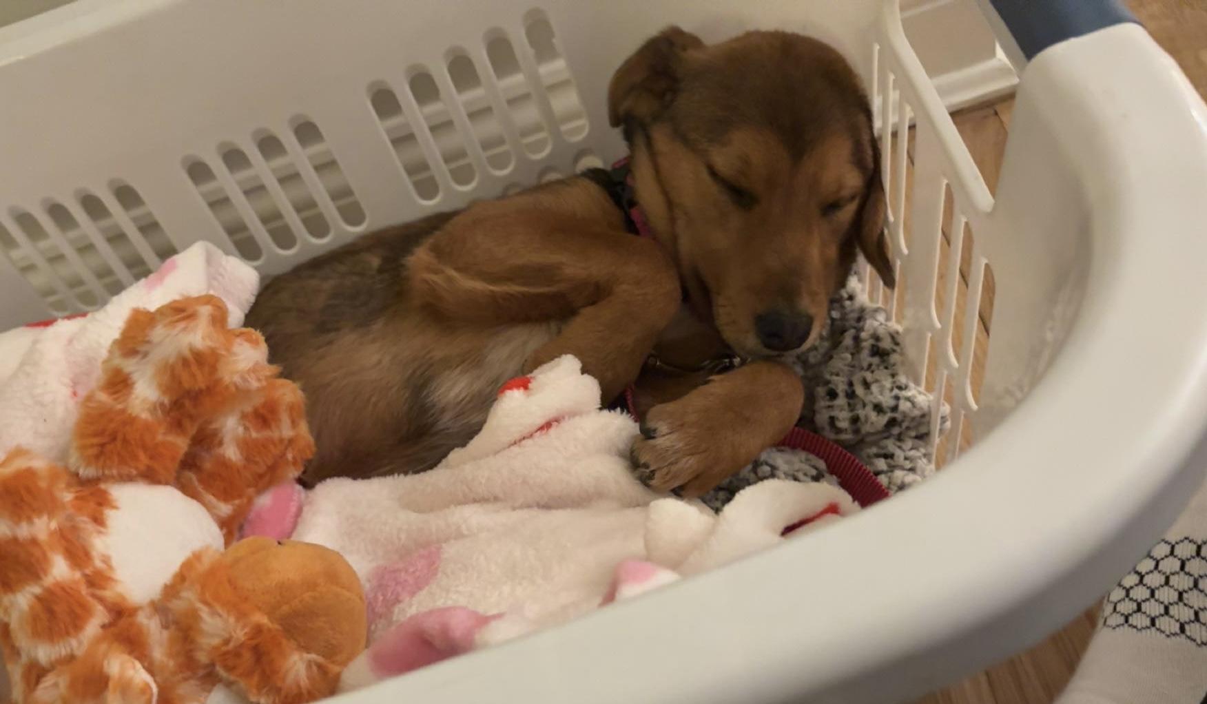 Molly, a Adopted mixed breed in Westport, CT image 3/5