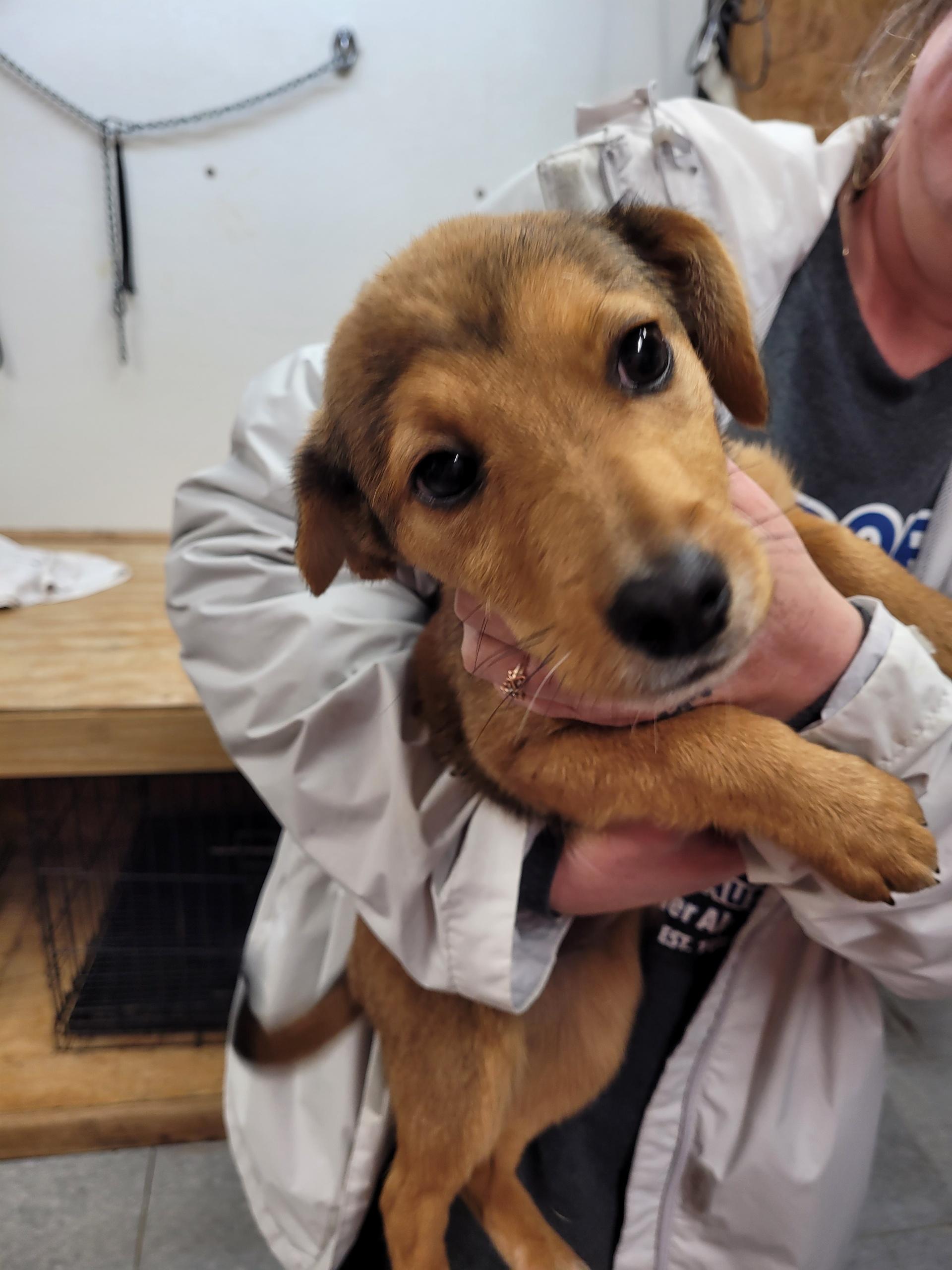 Enlarge Molly, a Adoptable mixed breed in Westport, CT image 2/2