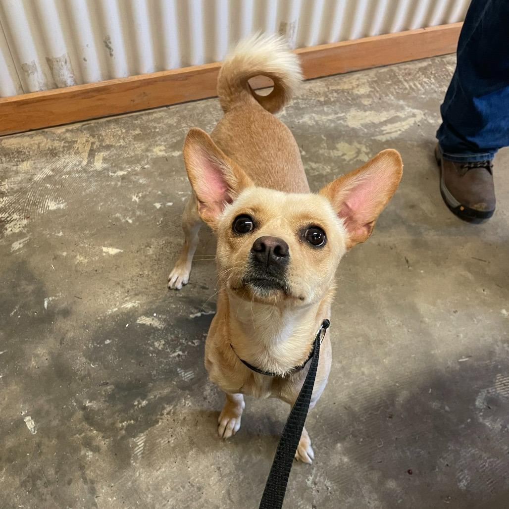 Enlarge Ella, an adopted mixed breed in Dubuque, IA image 1/1