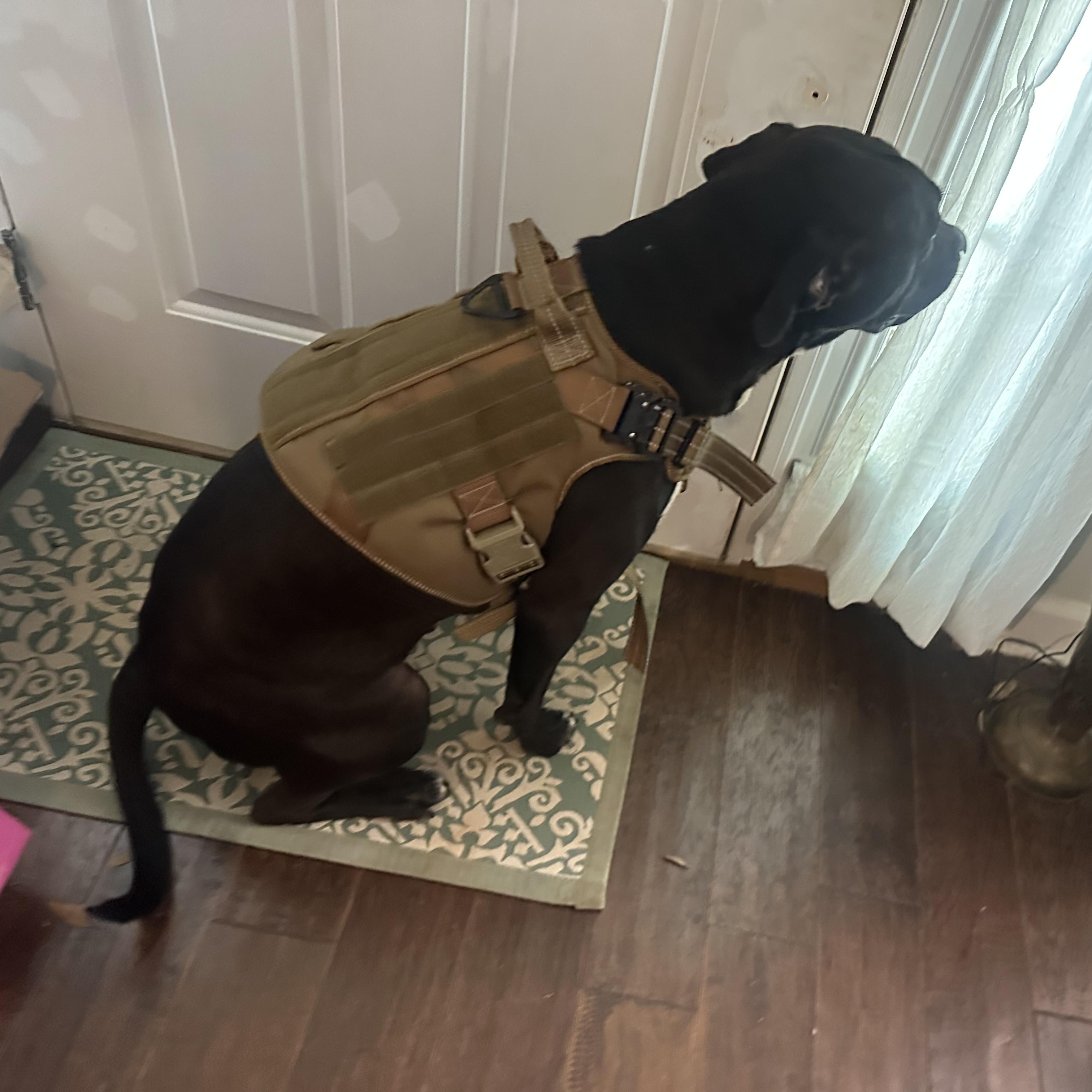 ~ Courtesy ~ TukTuk, a Adoptable mixed breed in Mobile, AL image 1/4