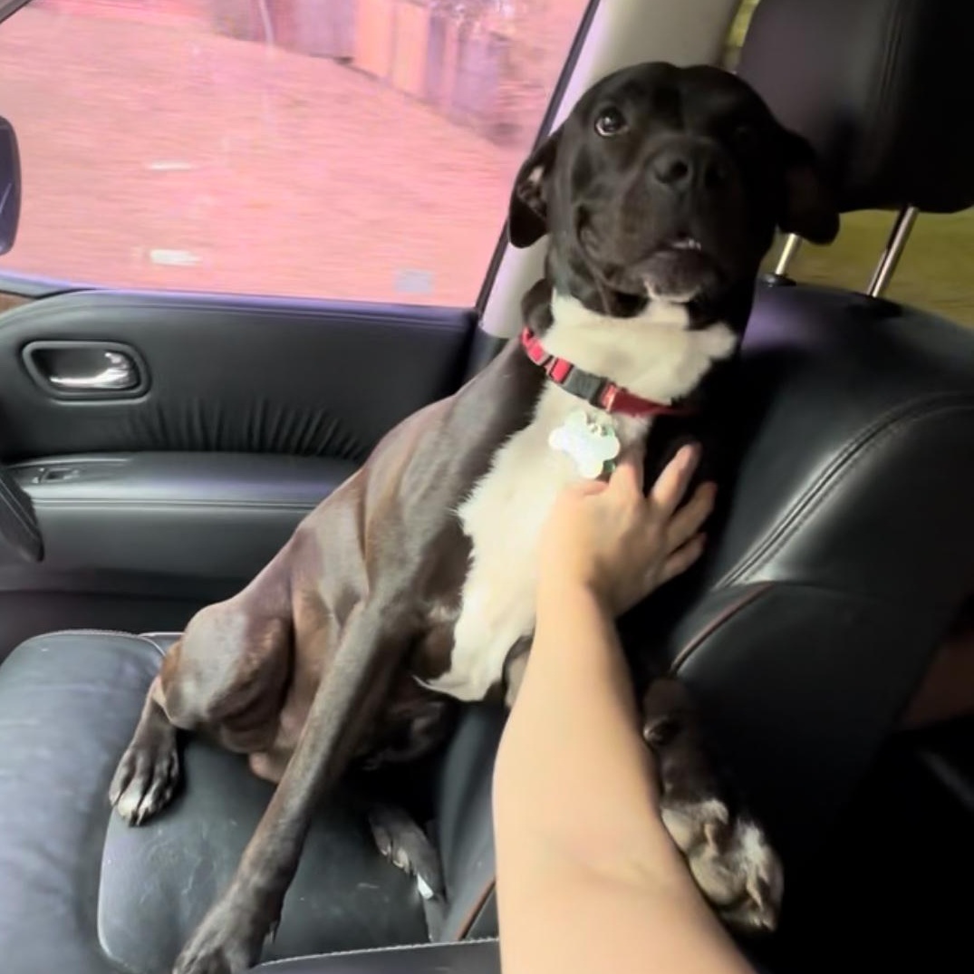 ~ Courtesy ~ TukTuk, a Adoptable mixed breed in Mobile, AL image 2/4