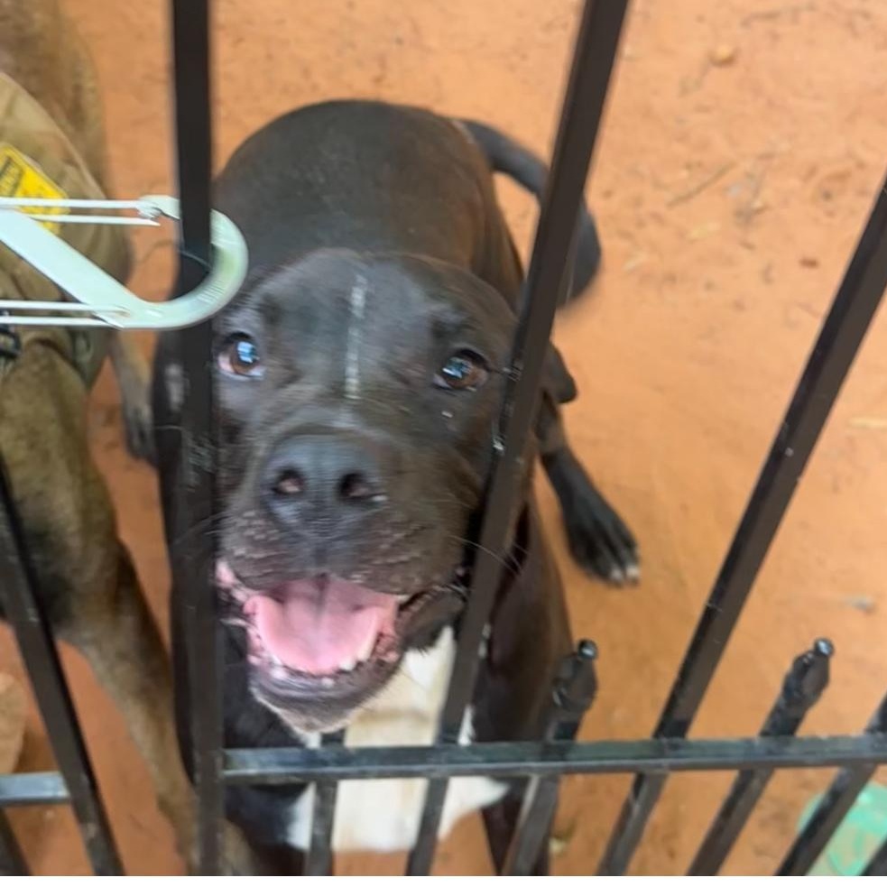 ~ Courtesy ~ TukTuk, a Adoptable mixed breed in Mobile, AL image 3/4