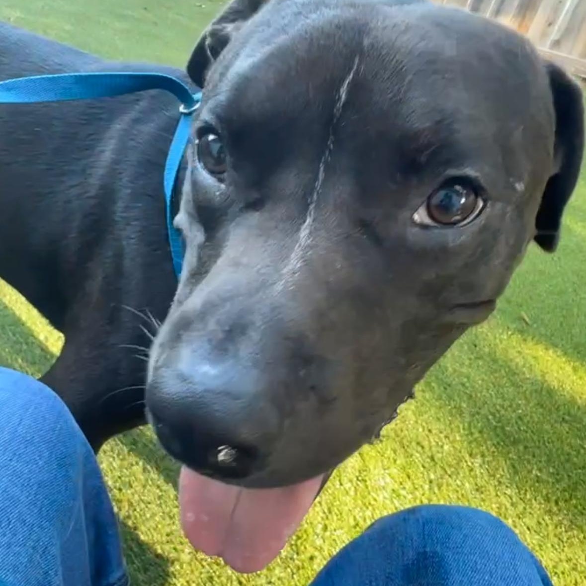 ~ Courtesy ~ TukTuk, a Adoptable mixed breed in Mobile, AL image 4/4