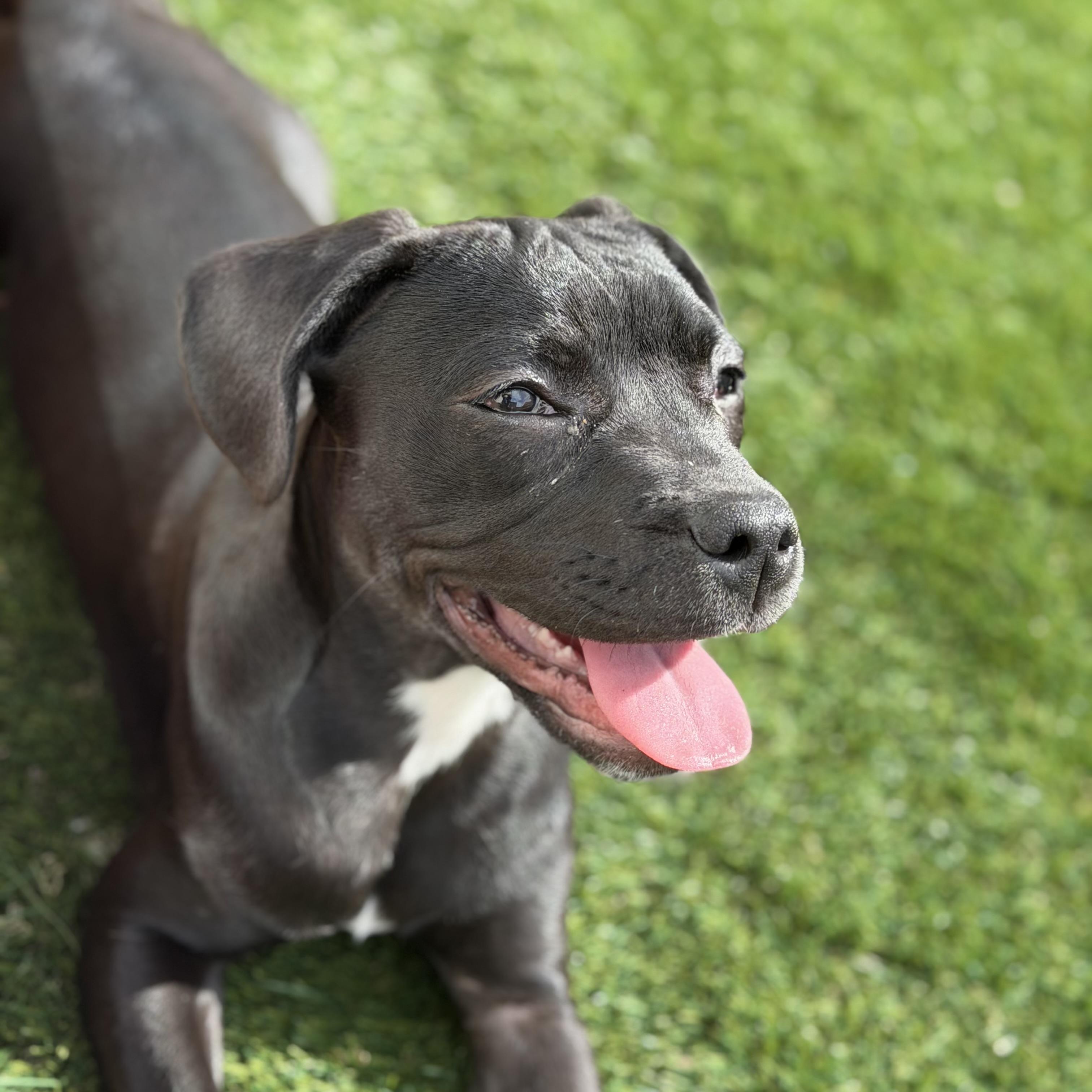 Bellatrix , adopted, Puppy Female Pit Bull Terrier.