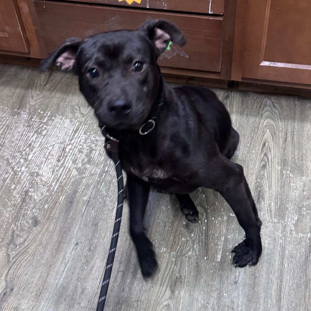 Enlarge Navy, a Adoptable Mixed Breed in Summerville, SC image 1/4
