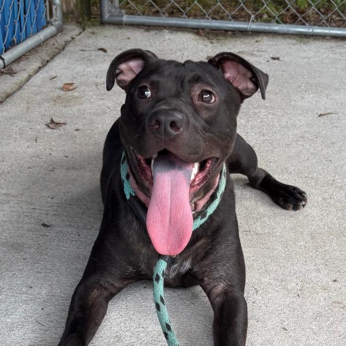 Enlarge Navy, a Adoptable Mixed Breed in Summerville, SC image 2/4