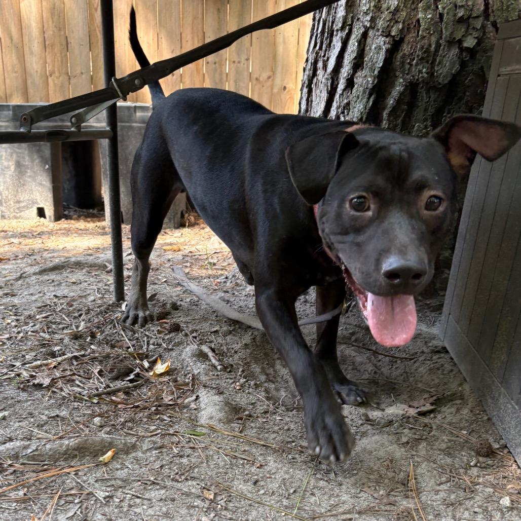 Enlarge Navy, a Adoptable Mixed Breed in Summerville, SC image 3/4
