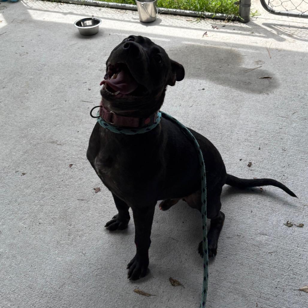 Enlarge Navy, a Adoptable Mixed Breed in Summerville, SC image 4/4