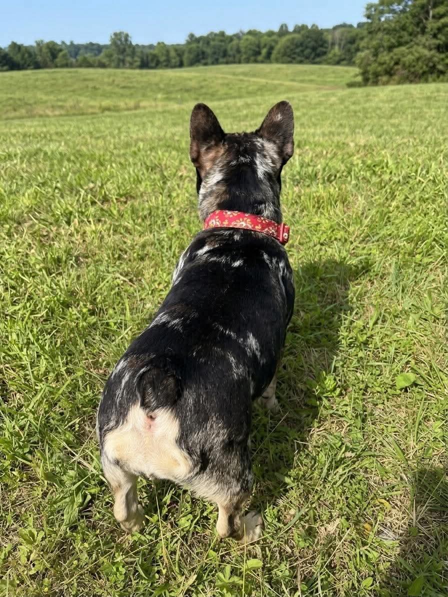 Bridgett, a ADOPTABLE French Bulldog in Wheelersburg, OH image 3/6