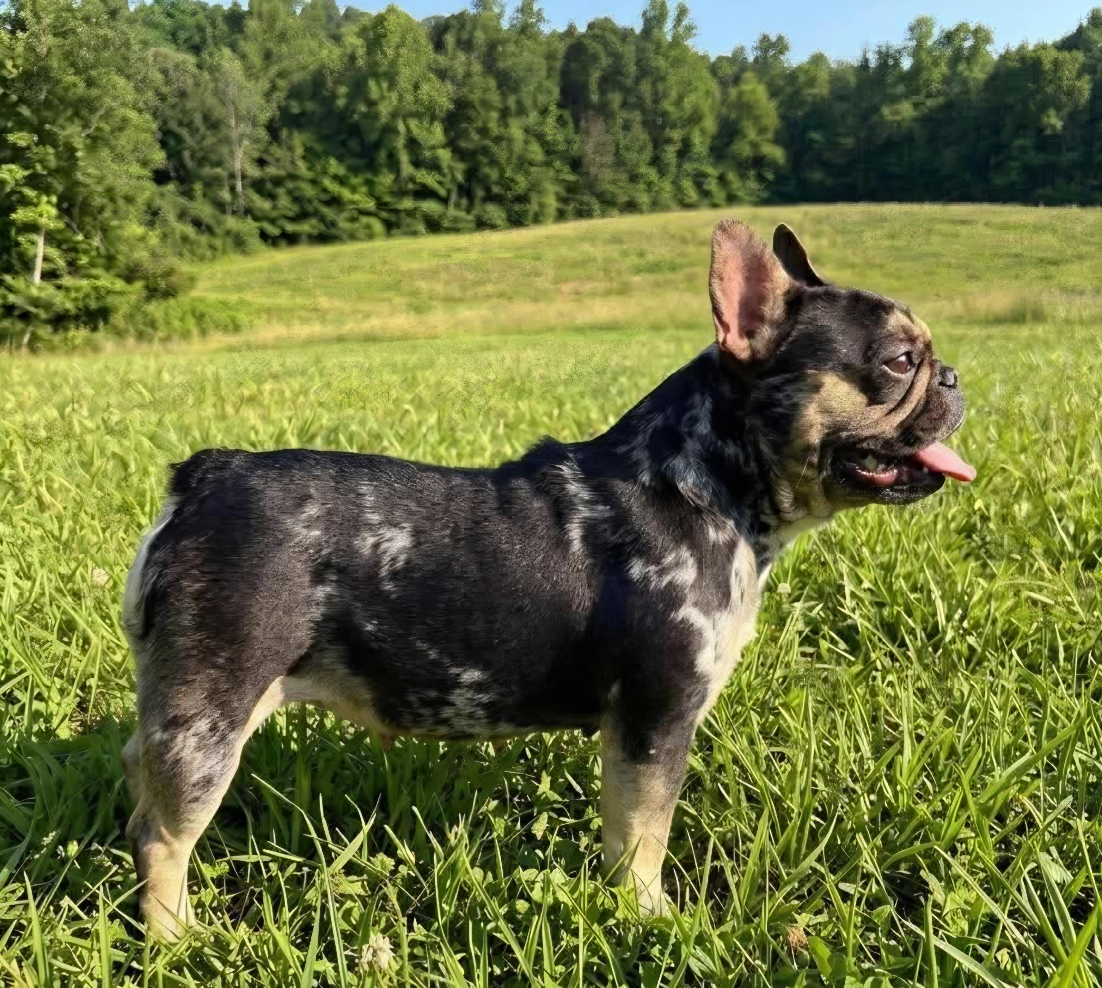 Bridgett, a ADOPTABLE French Bulldog in Wheelersburg, OH image 2/6