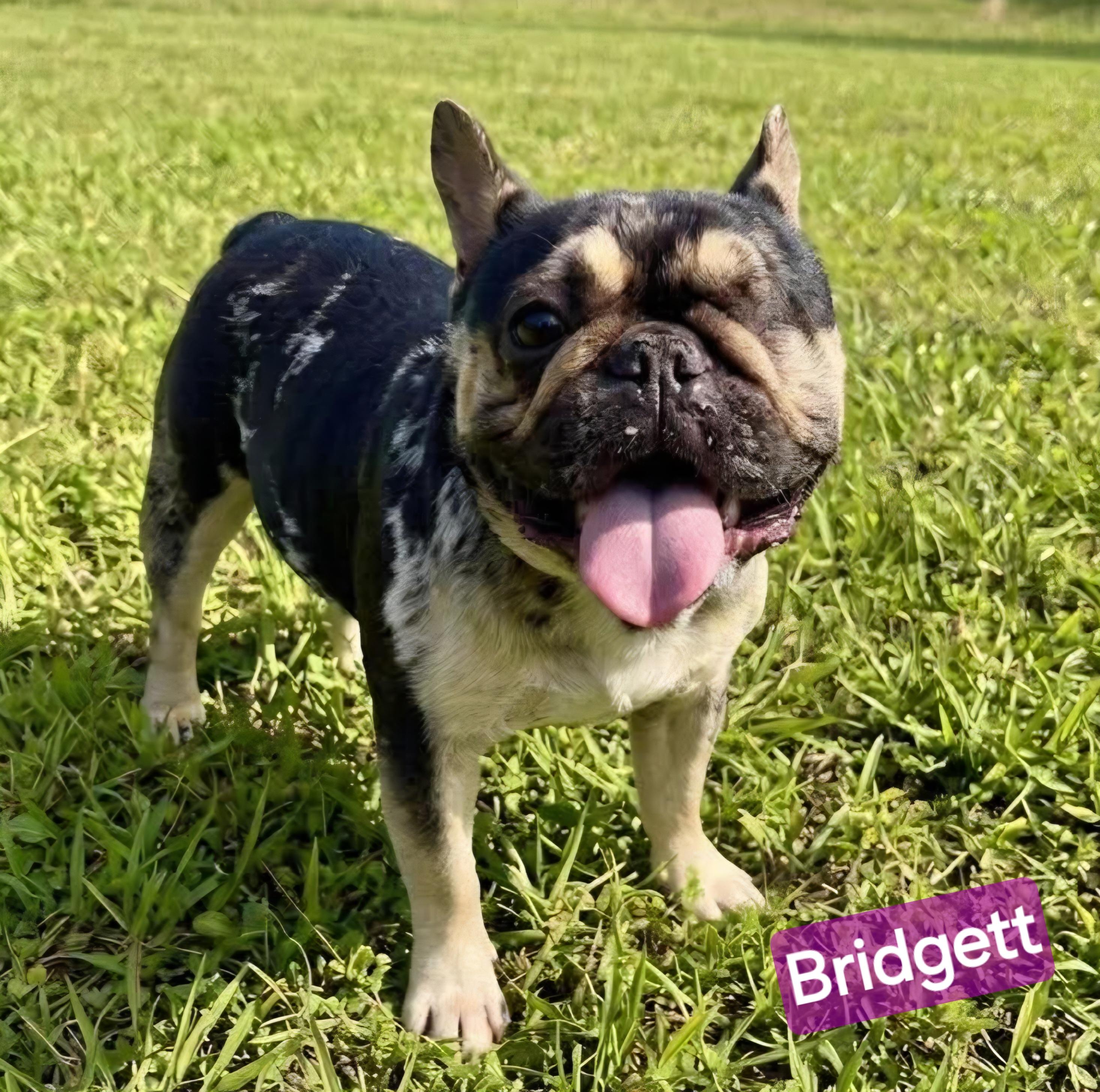 Bridgett, ADOPTABLE, Adult Female French Bulldog.