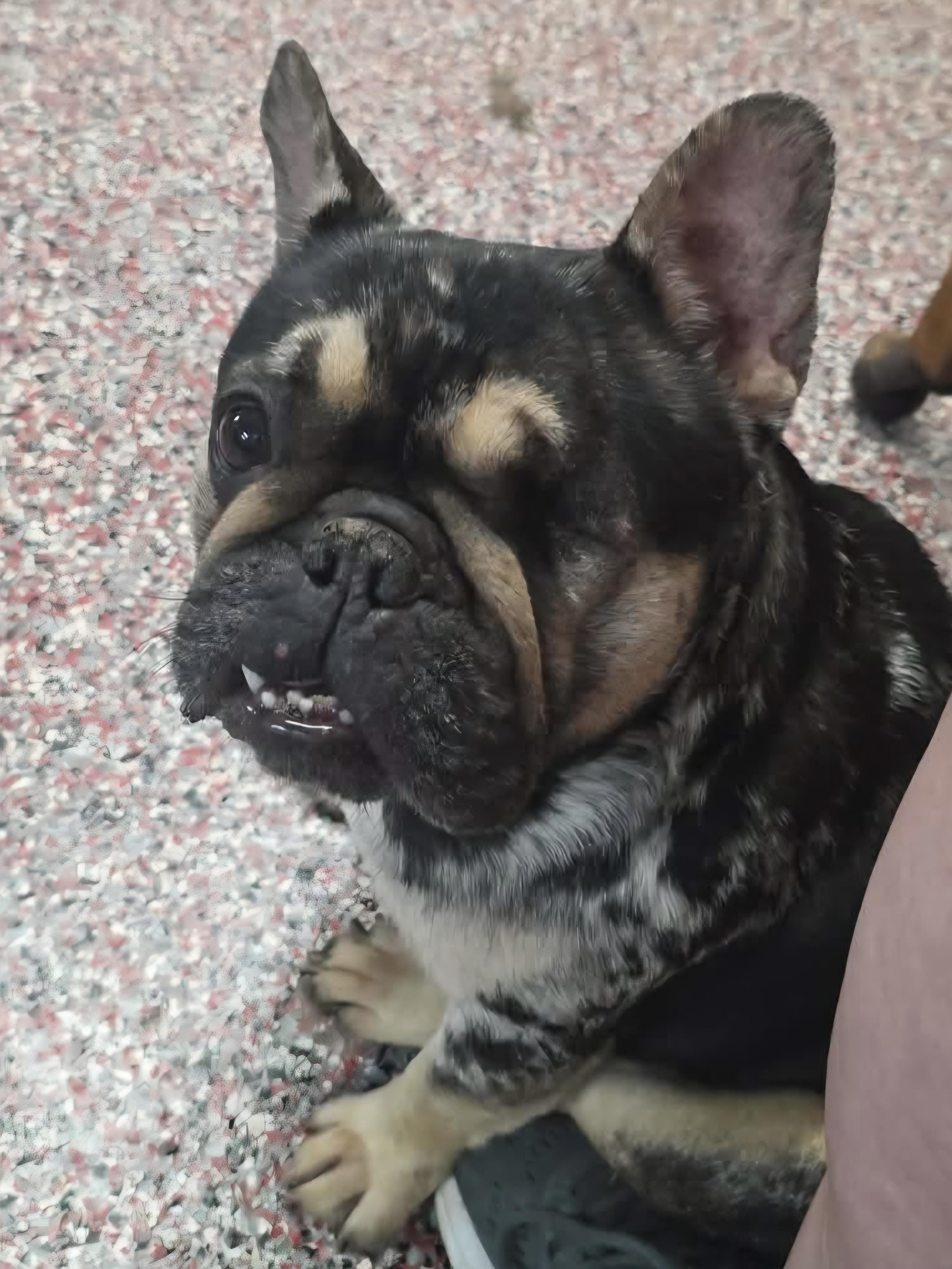 Bridgett, a ADOPTABLE French Bulldog in Wheelersburg, OH image 6/6