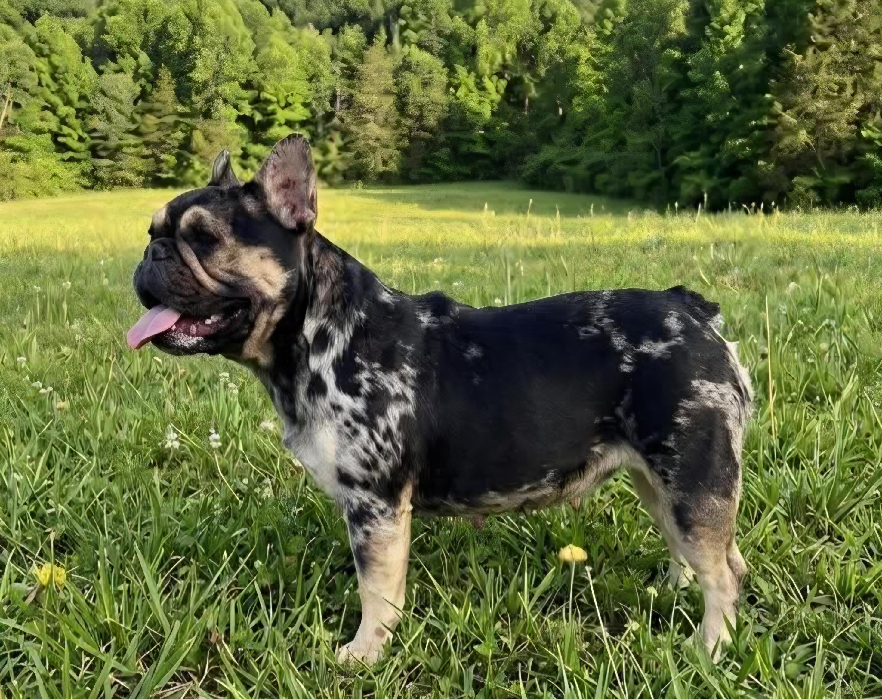 Bridgett, a ADOPTABLE French Bulldog in Wheelersburg, OH image 4/6