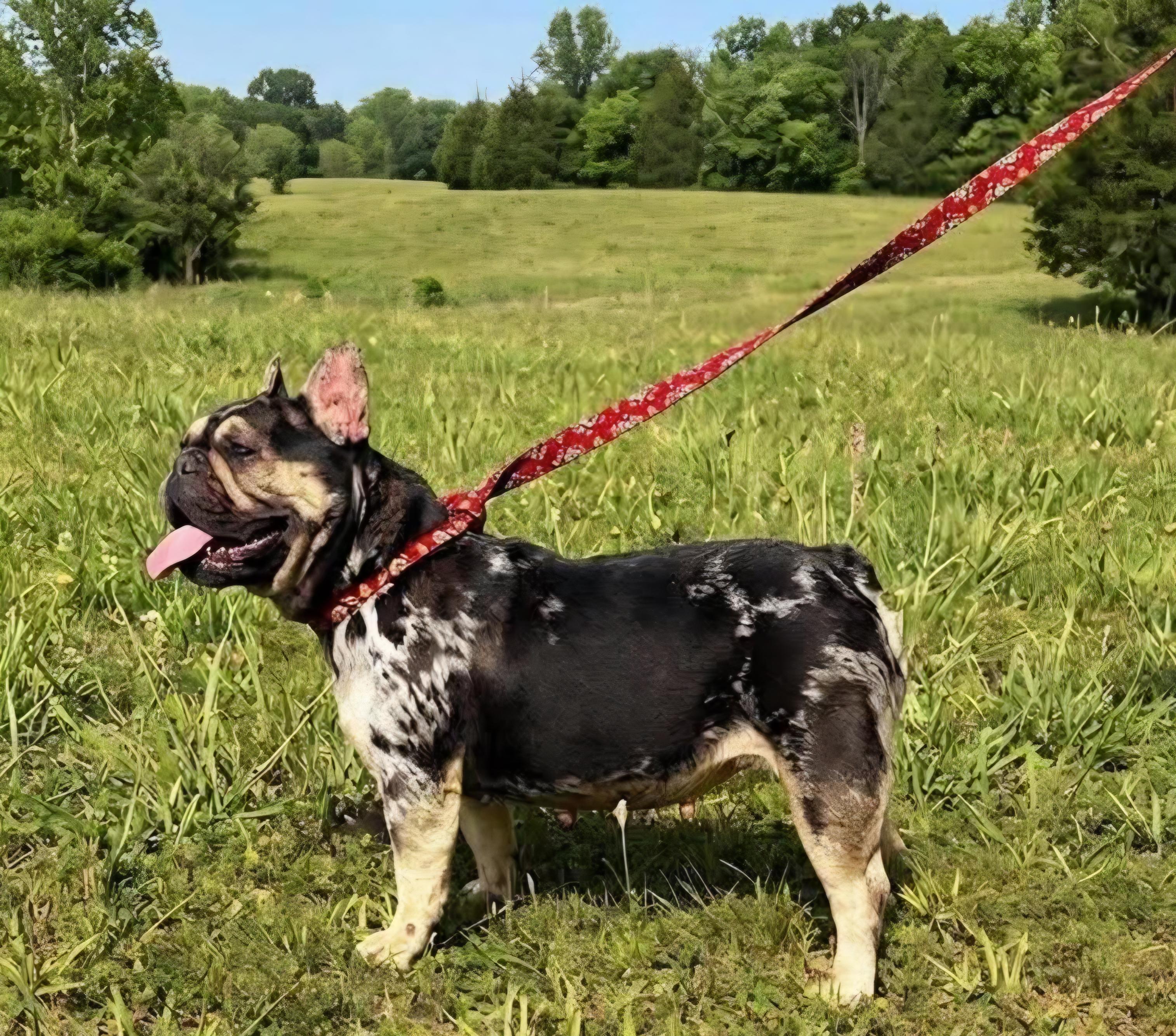 Bridgett, a ADOPTABLE French Bulldog in Wheelersburg, OH image 5/6