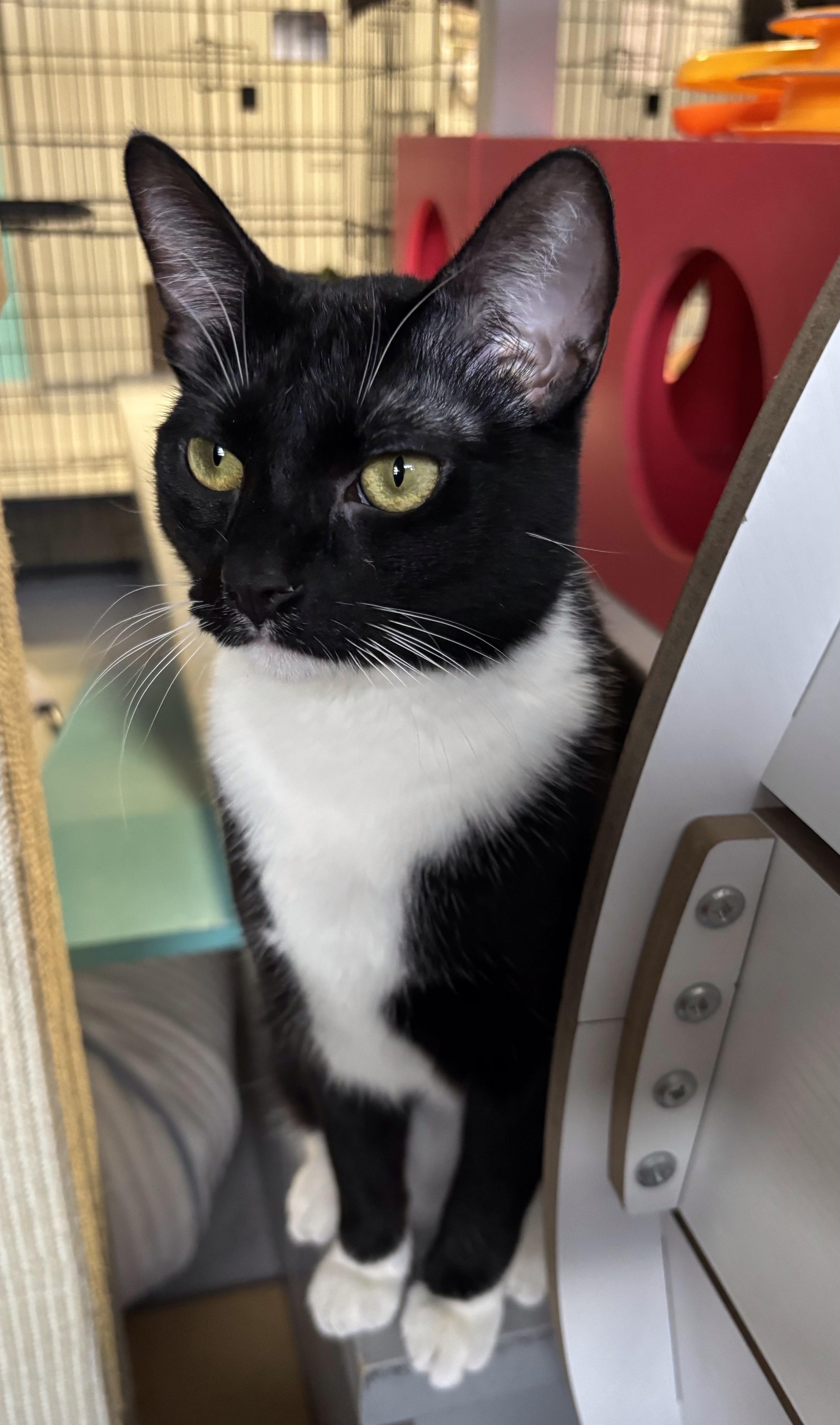 Enlarge Tetra, a Adoptable Tuxedo in Phoenix, AZ image 1/4