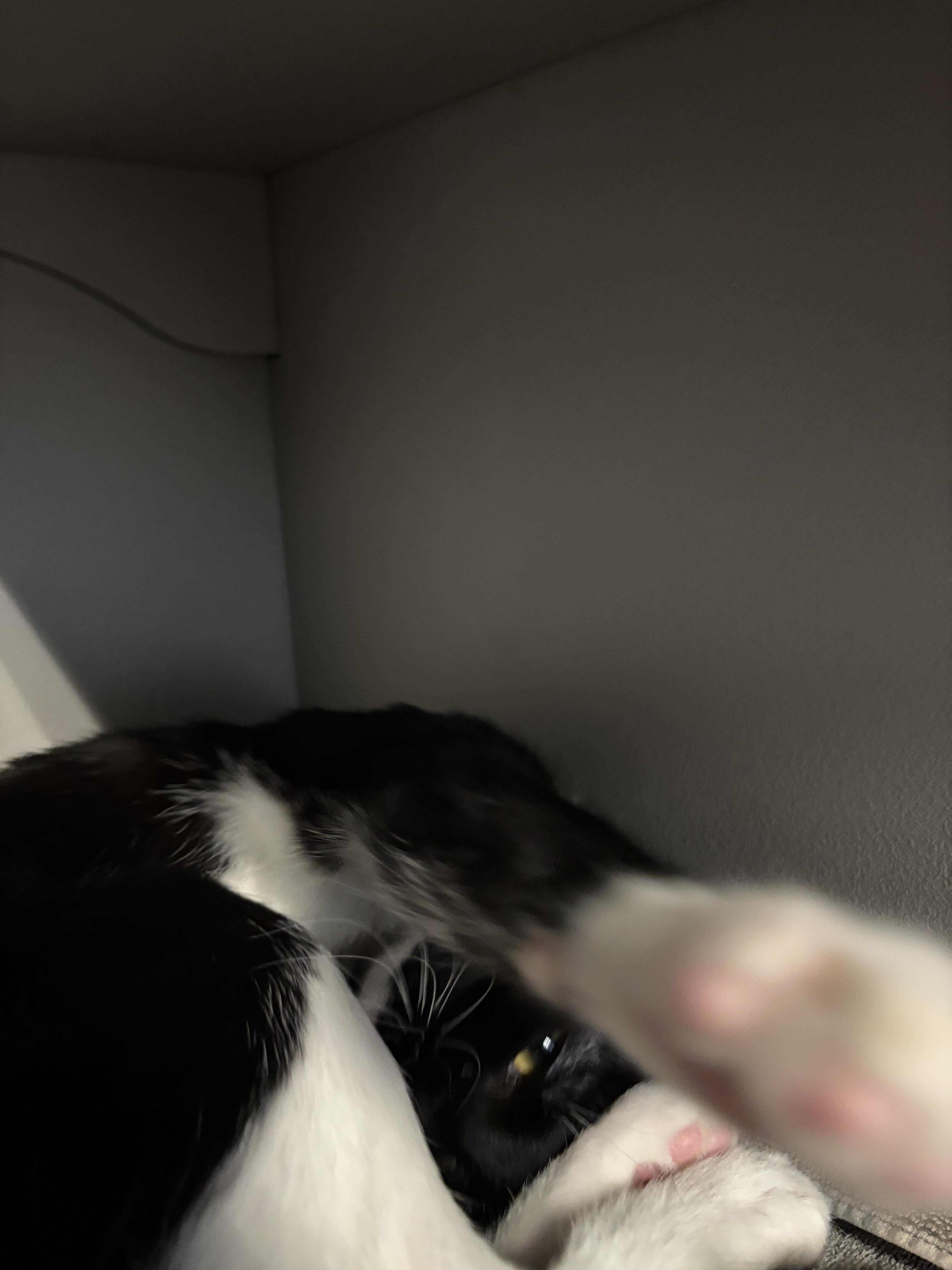 Enlarge Tetra, a Adoptable Tuxedo in Phoenix, AZ image 2/3