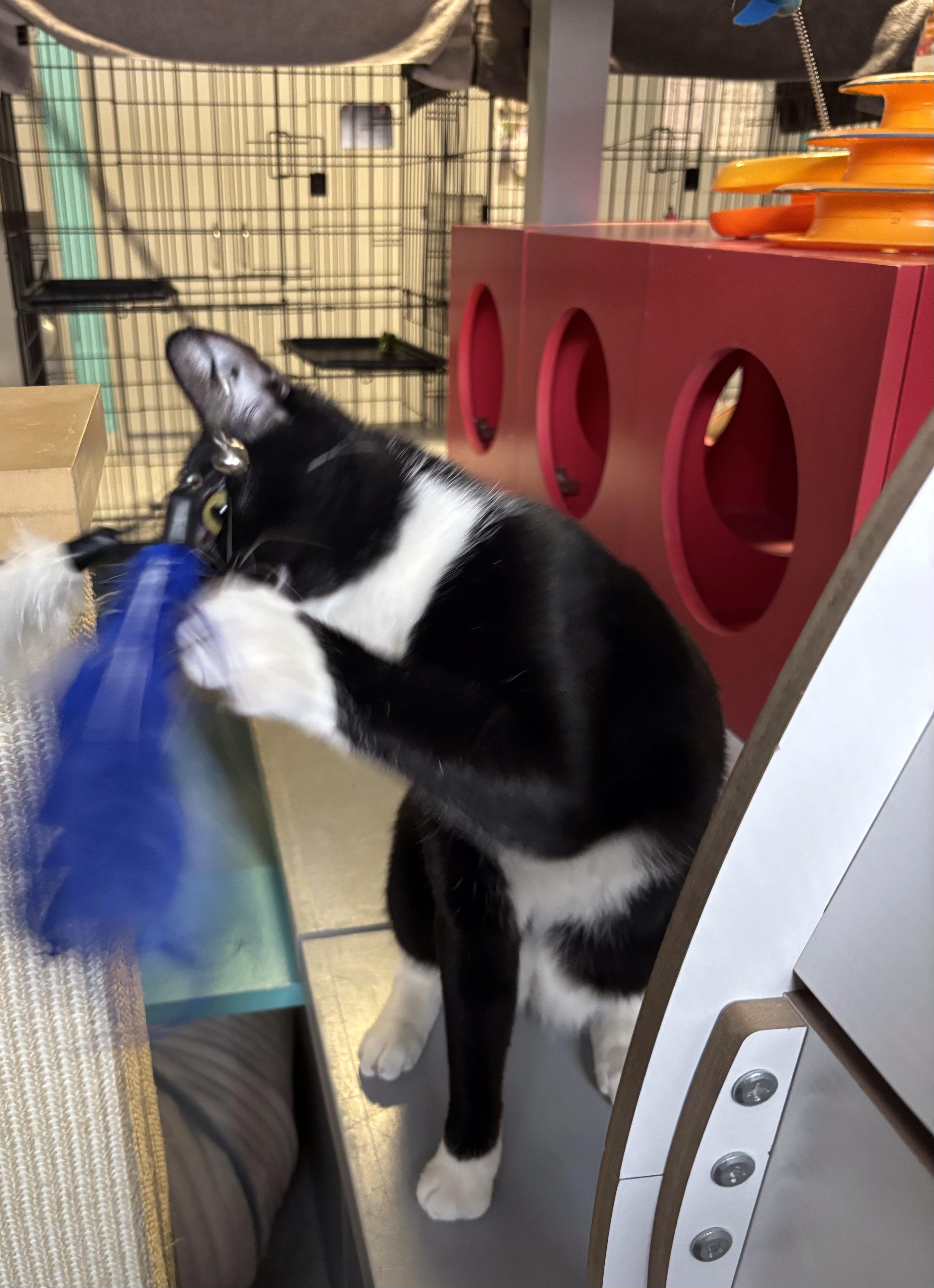 Enlarge Tetra, a Adoptable Tuxedo in Phoenix, AZ image 2/4
