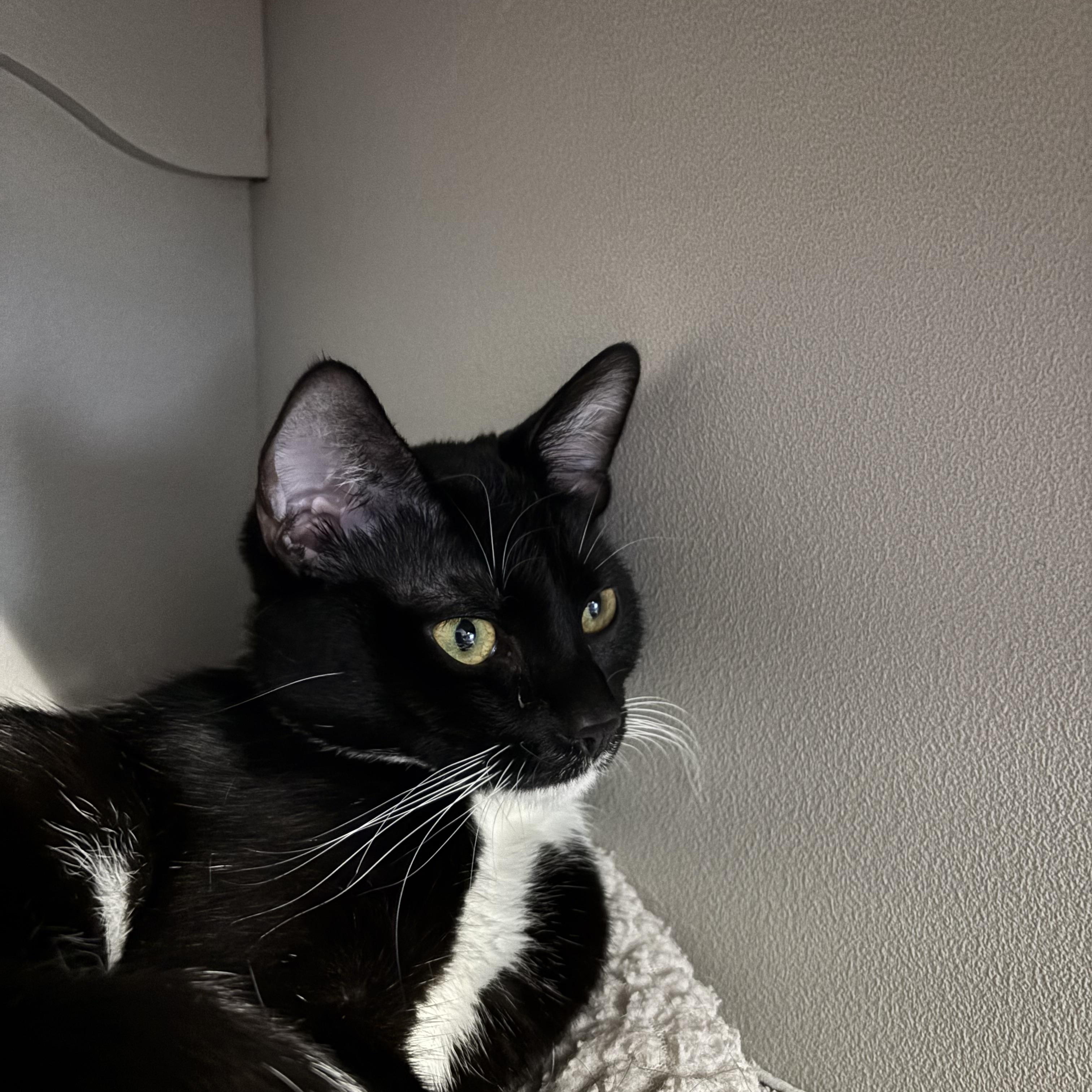 Enlarge Tetra, a Adoptable Tuxedo in Phoenix, AZ image 1/3