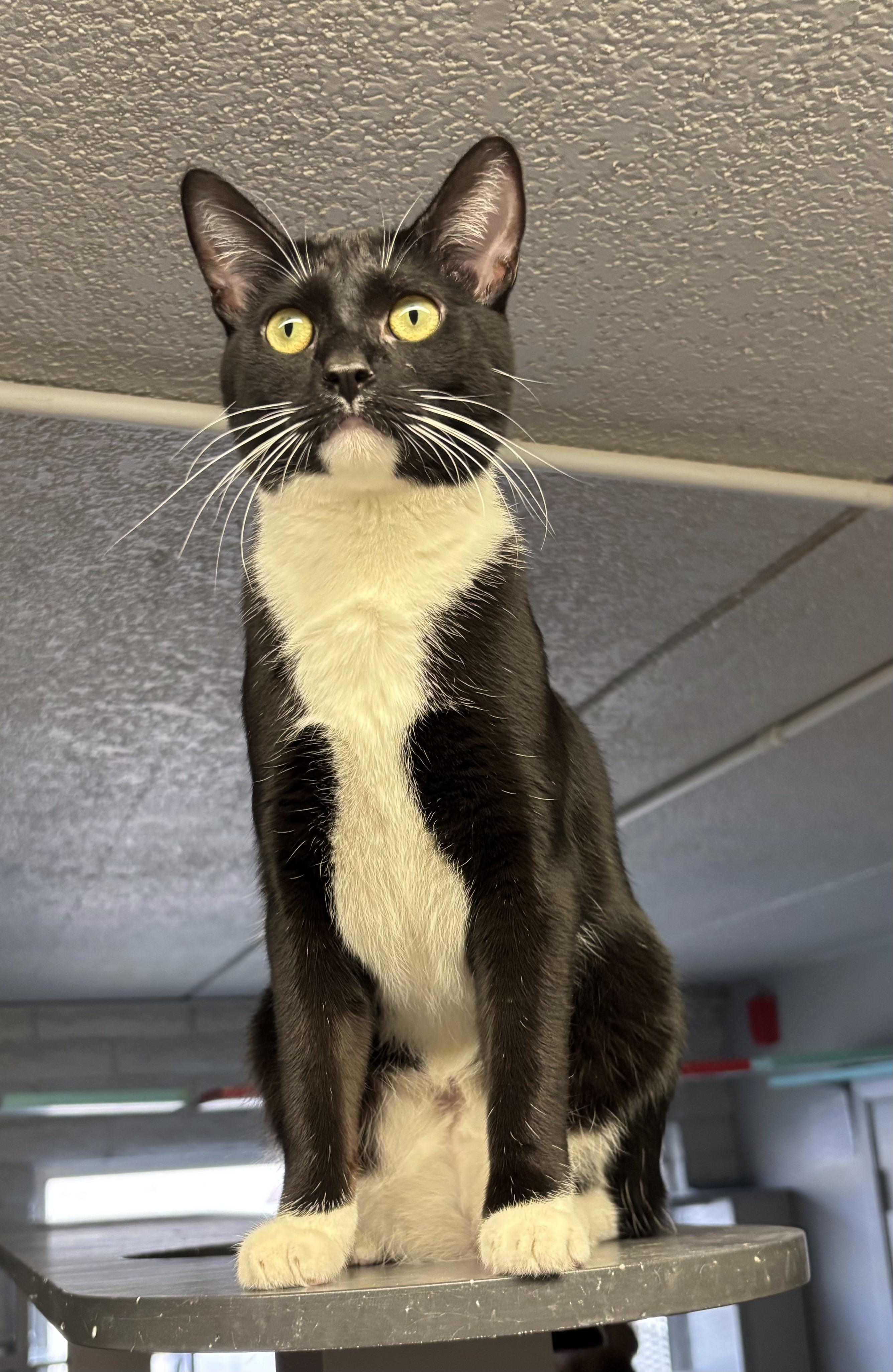 Enlarge Tetra, a Adoptable Tuxedo in Phoenix, AZ image 4/4