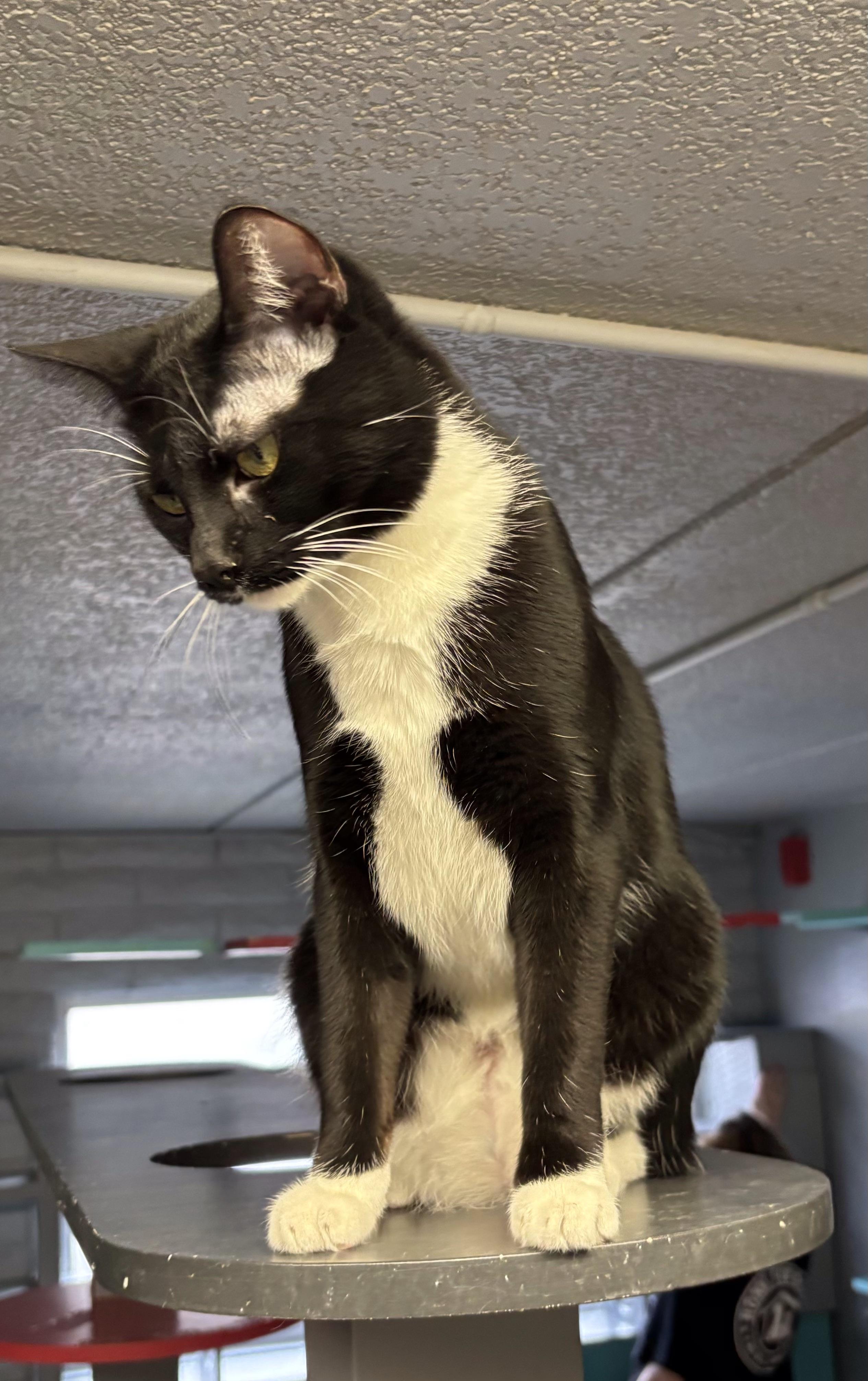 Enlarge Tetra, a Adoptable Tuxedo in Phoenix, AZ image 3/4