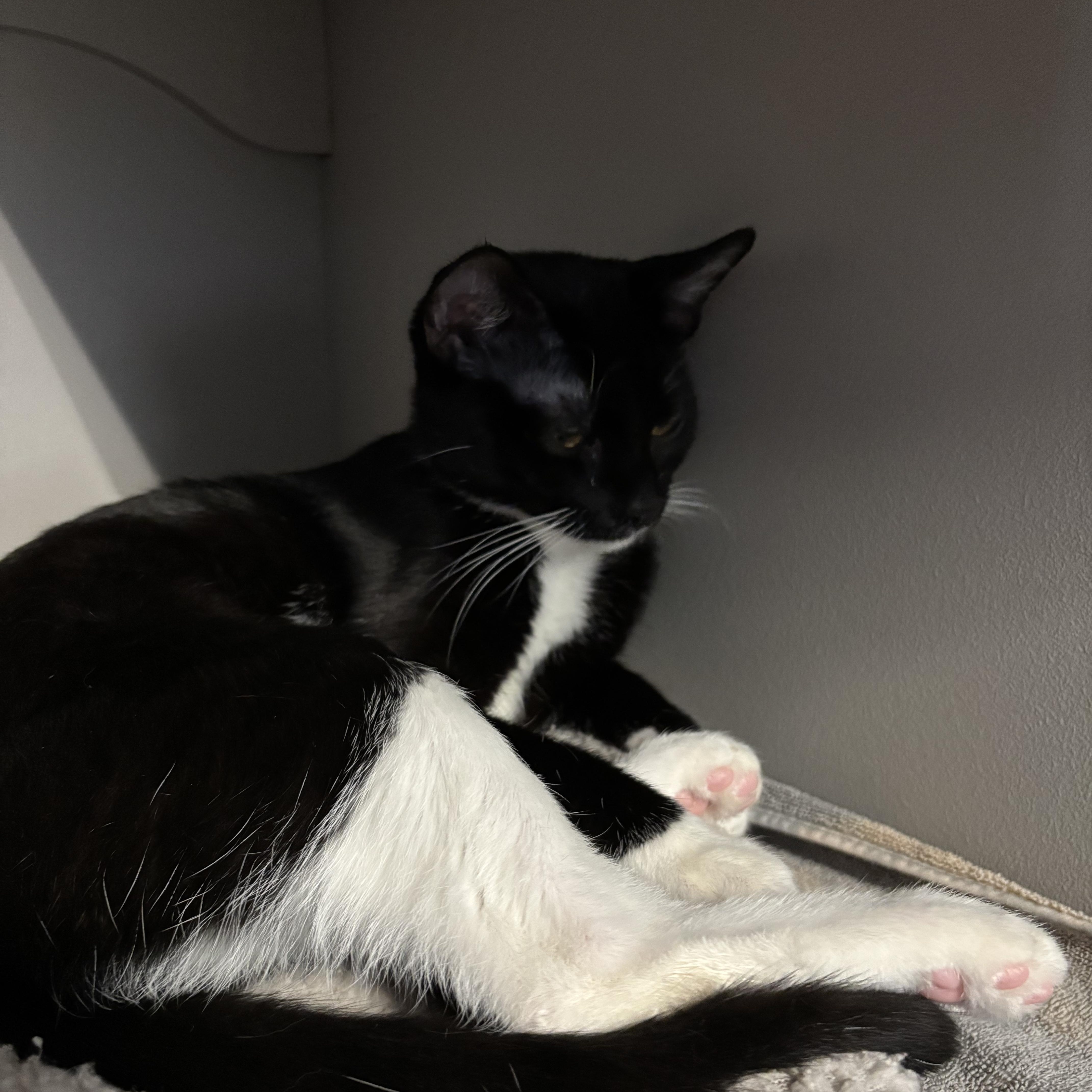 Tetra — thumbnail 3