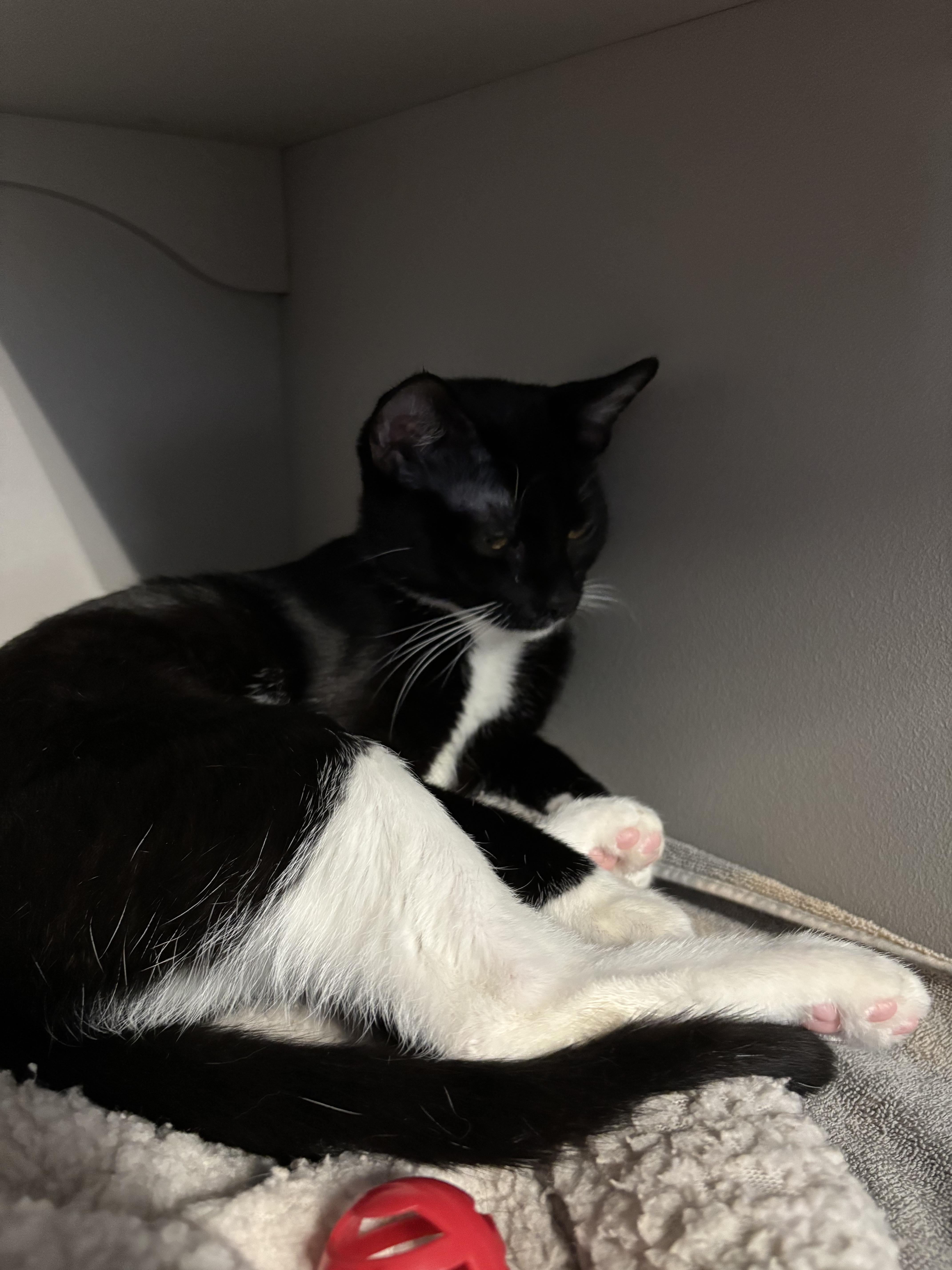Enlarge Tetra, a Adoptable Tuxedo in Phoenix, AZ image 3/3