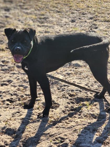 Bowen, Adoptable, Puppy Female Labrador Retriever & Mixed Breed.