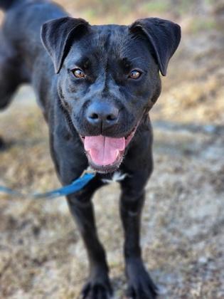 Enlarge Bowen, a Adoptable mixed breed in Conway, SC image 2/3