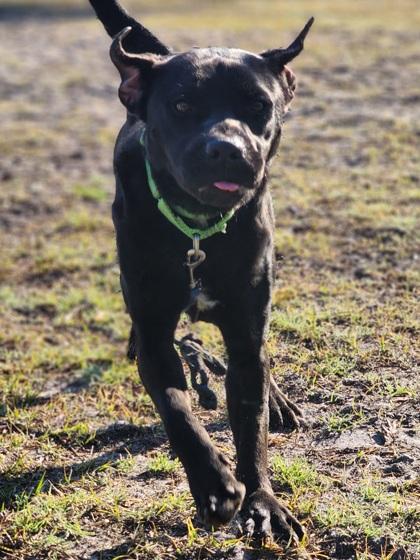 Enlarge Bowen, a Adoptable mixed breed in Conway, SC image 3/3