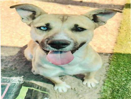 Didi, Adoptable, Adult Female German Shepherd Dog & Siberian Husky.