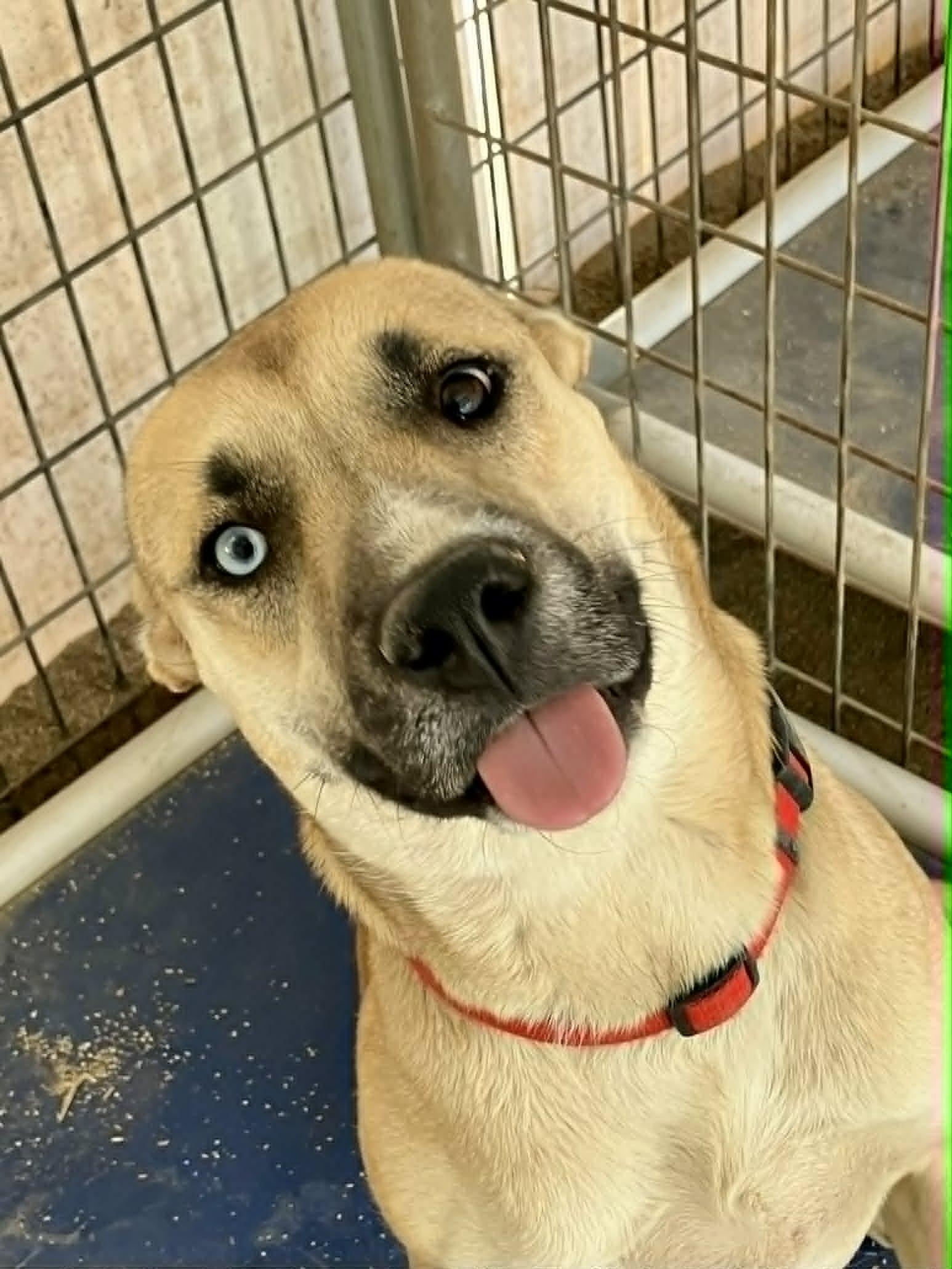 Didi, a Adoptable mixed breed in Vancouver, WA image 2/2