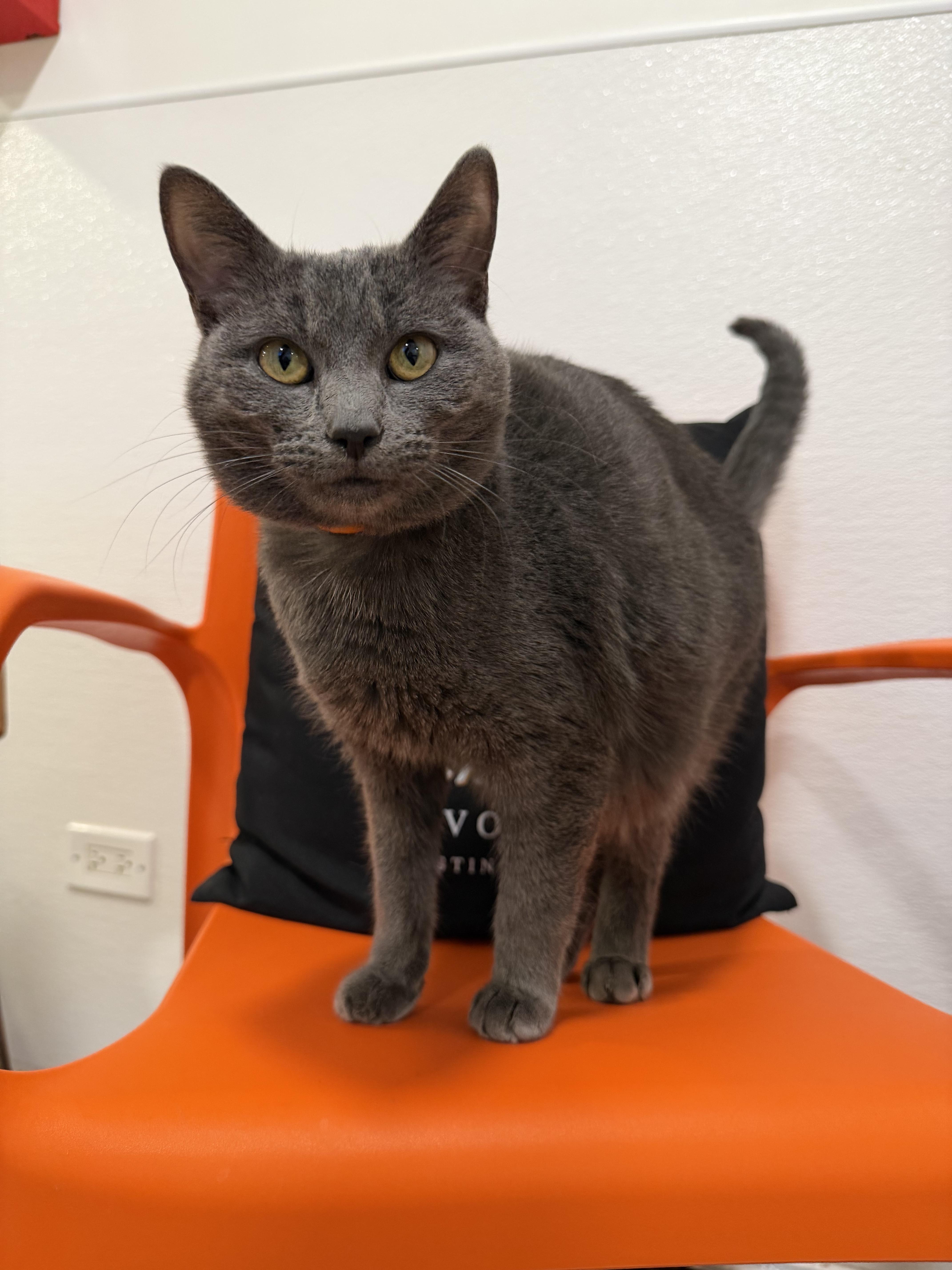 Enlarge Minty, a Adoptable Domestic Short Hair in Chicago, IL image 1/1