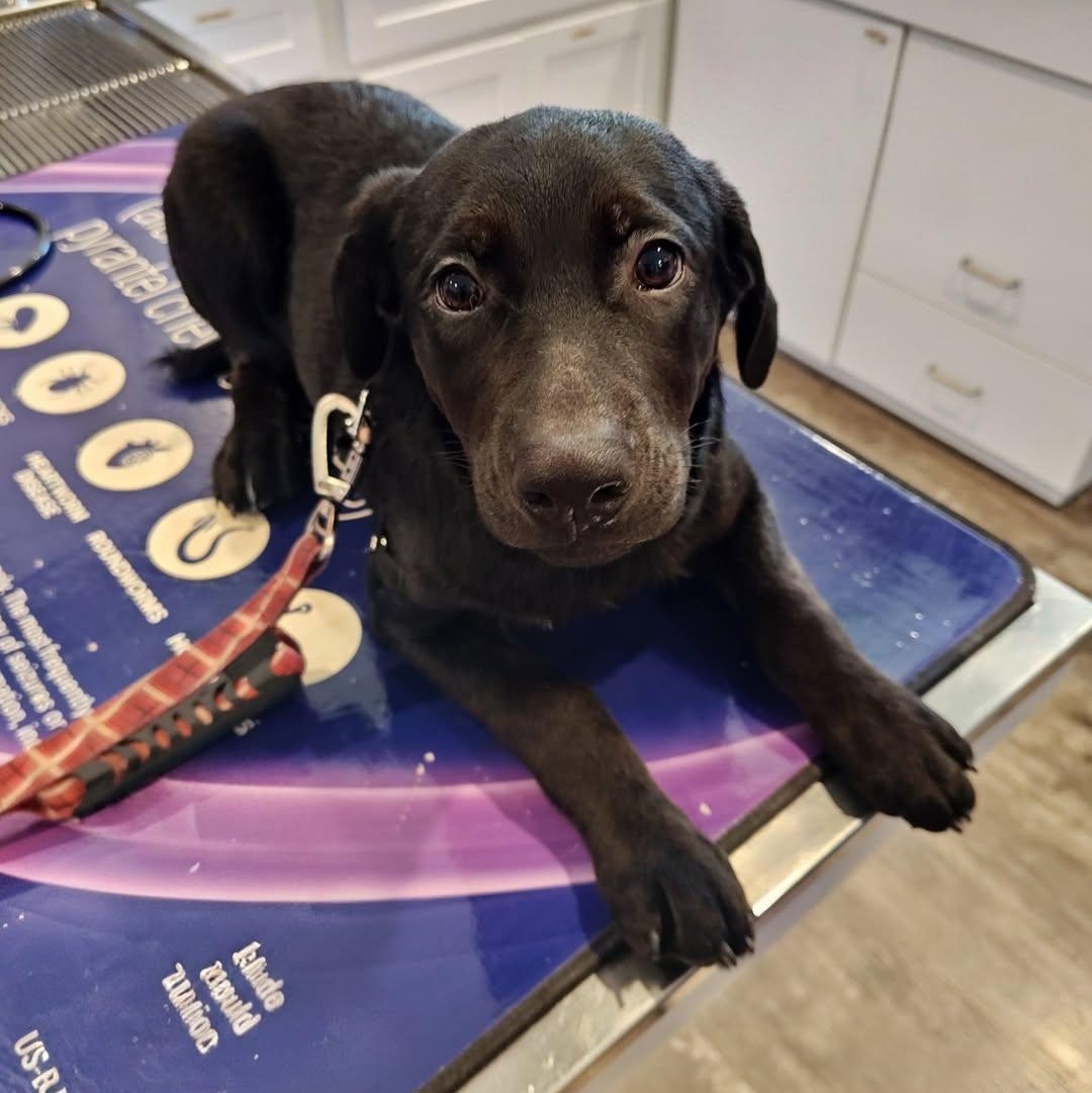 Hank, Adopted, Puppy Male German Shepherd Dog & Australian Shepherd.