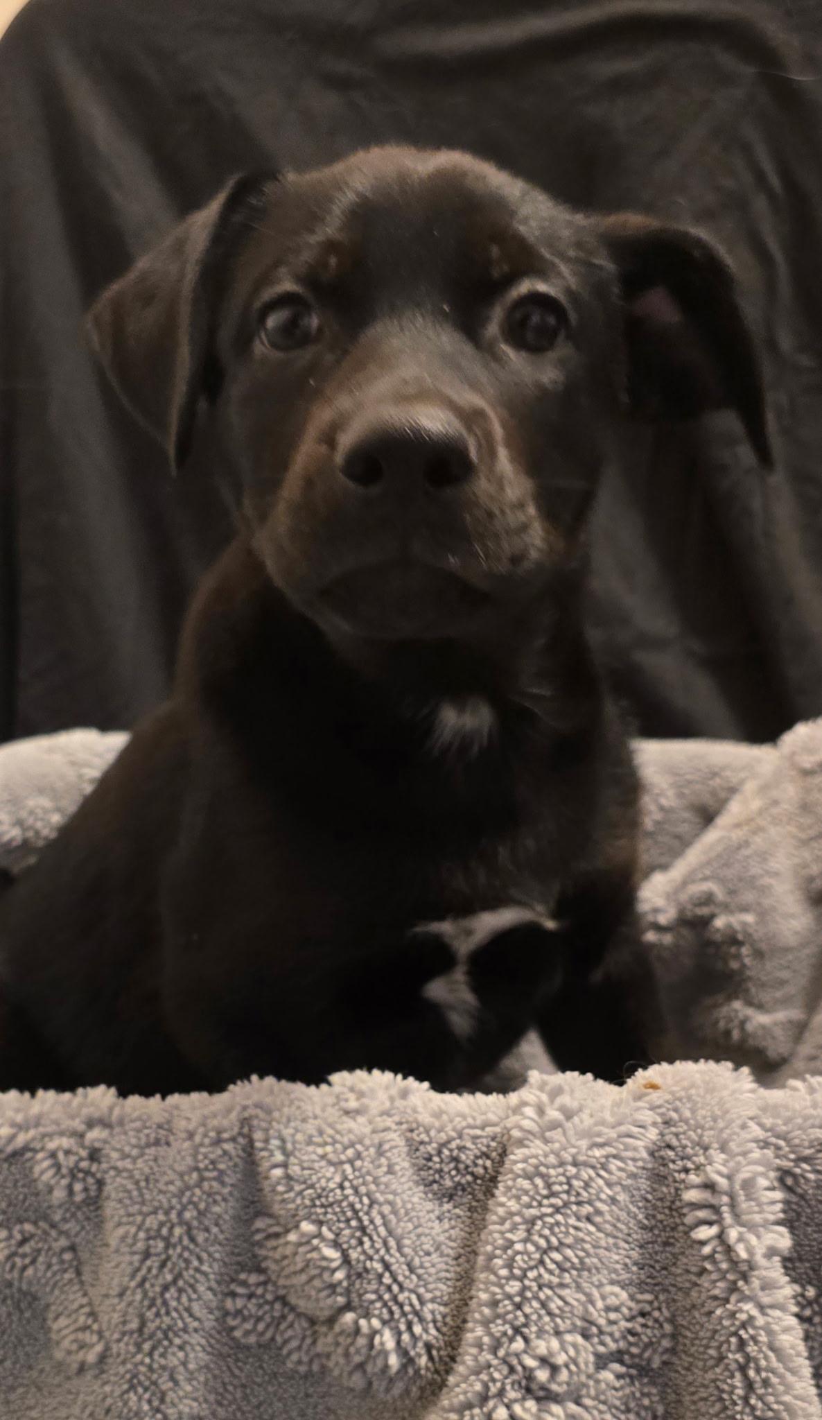 Enlarge Hank, a Adopted mixed breed in Bloomsdale, MO image 2/3
