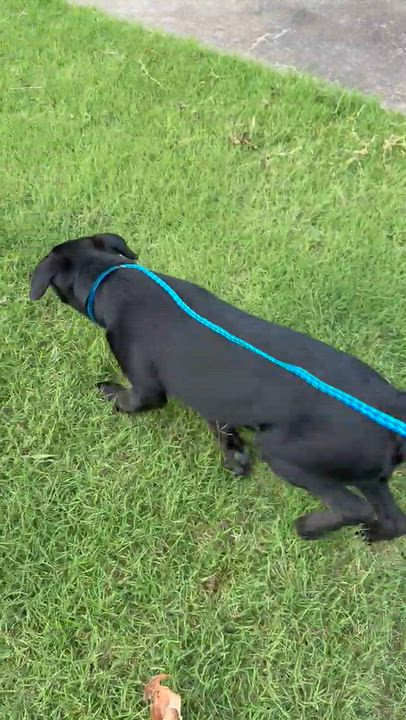 Enlarge Hank, a Adopted mixed breed in Bloomsdale, MO video 3/3