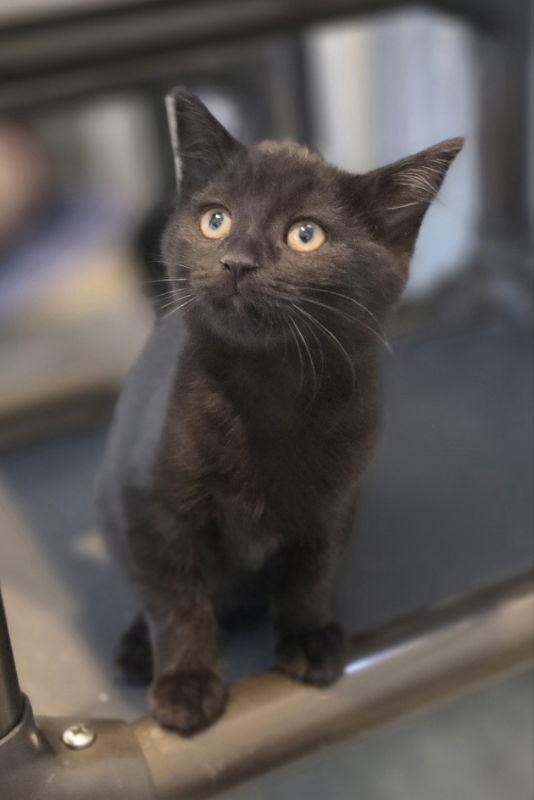 Rain, Adoptable, Kitten Female Domestic Medium Hair.