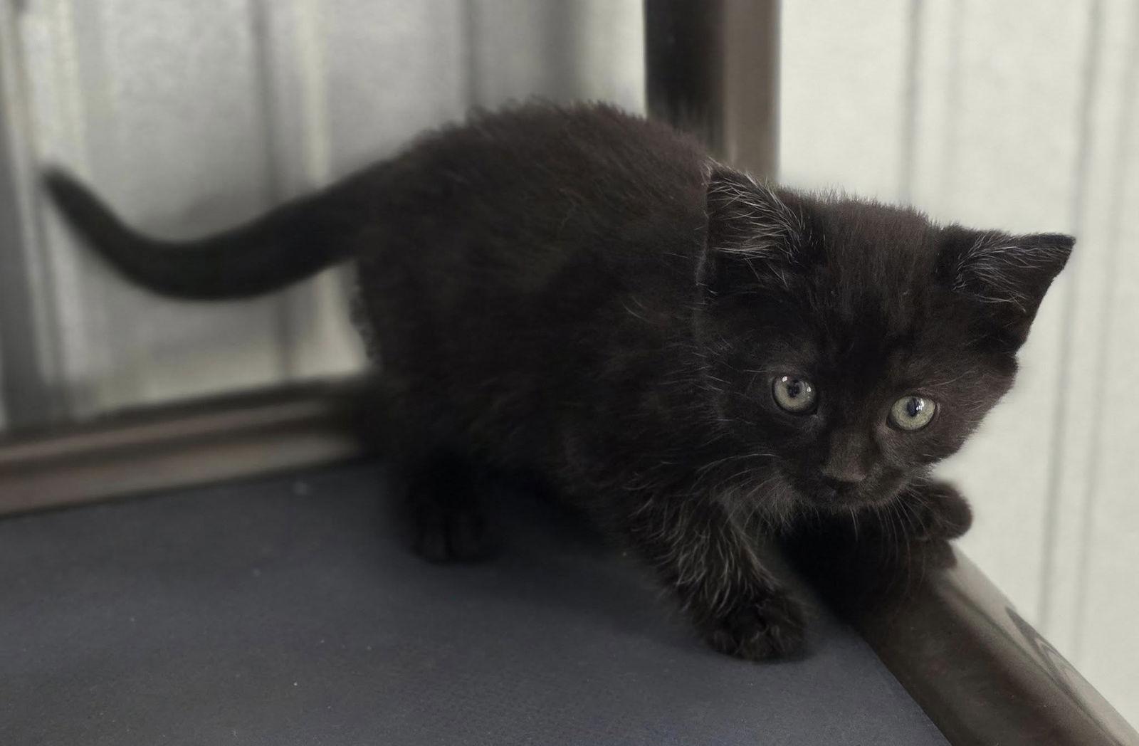 Rain, a Adoptable Domestic Medium Hair in Woodsfield, OH image 2/3