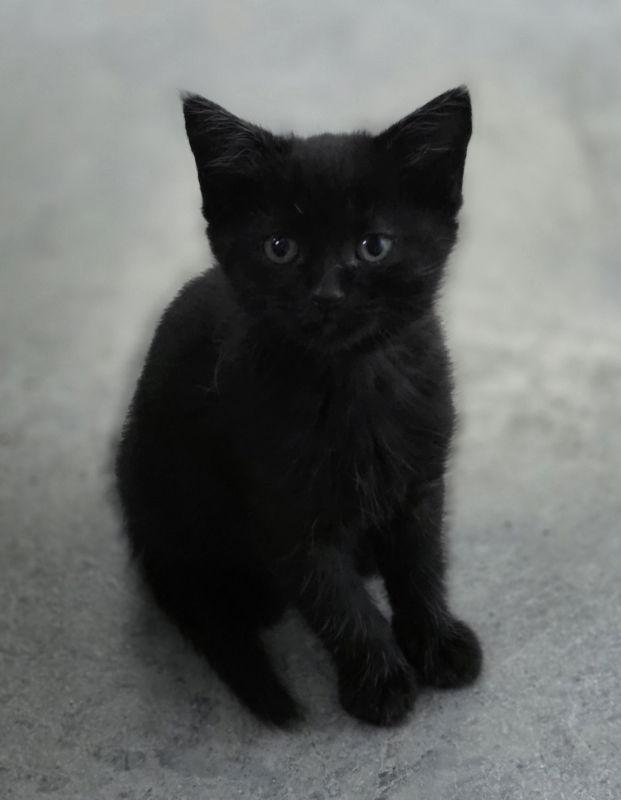 Rain, a Adoptable Domestic Medium Hair in Woodsfield, OH image 3/3