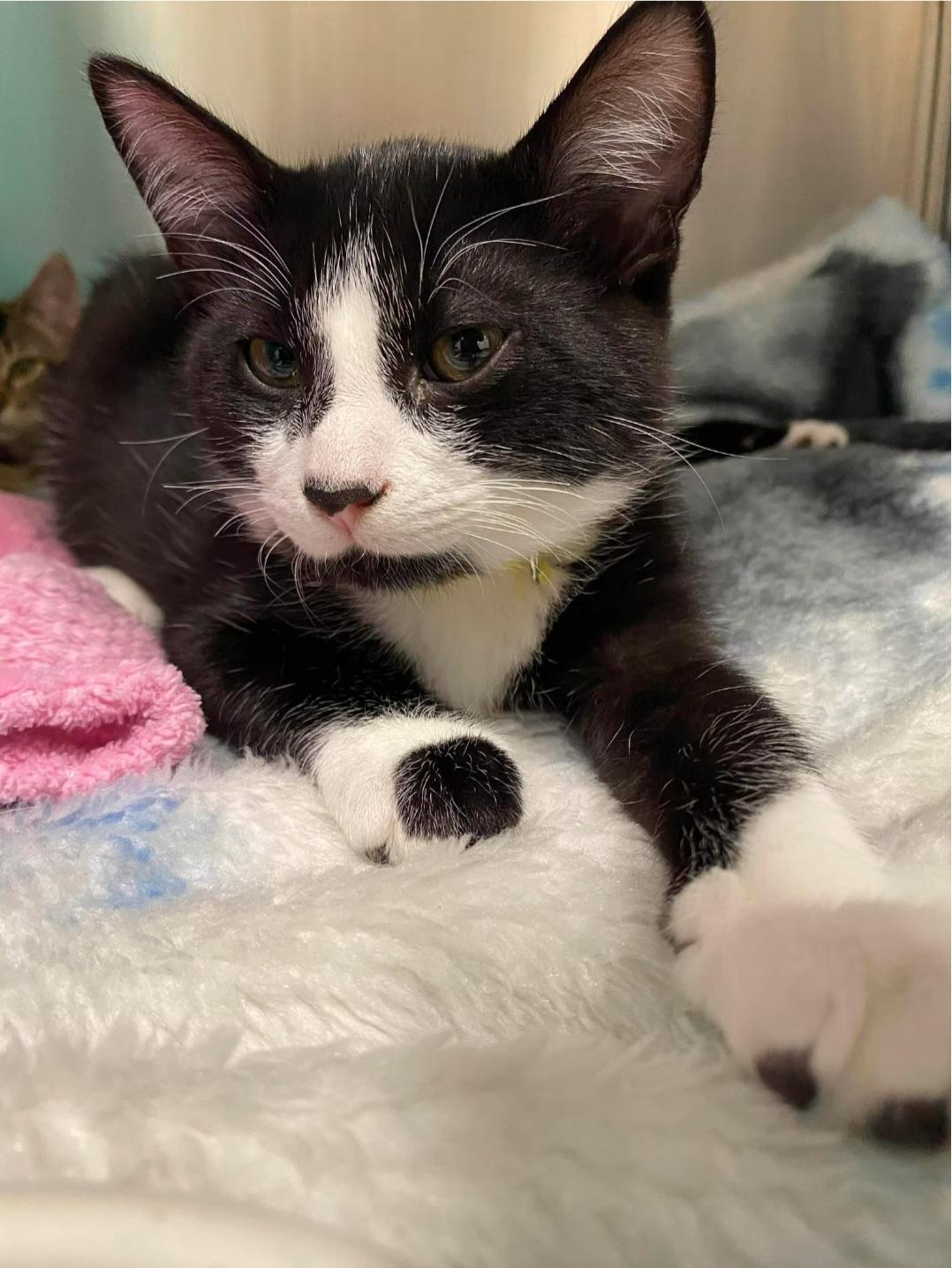 Enlarge Saguaro, an adopted Domestic Short Hair in Montréal, QC image 3/3