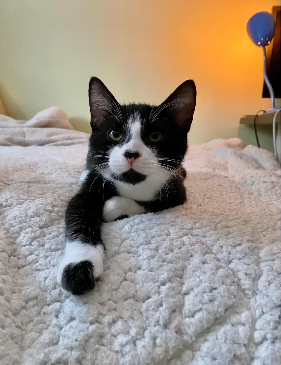 Enlarge Saguaro, an adopted Domestic Short Hair in Montréal, QC image 1/3