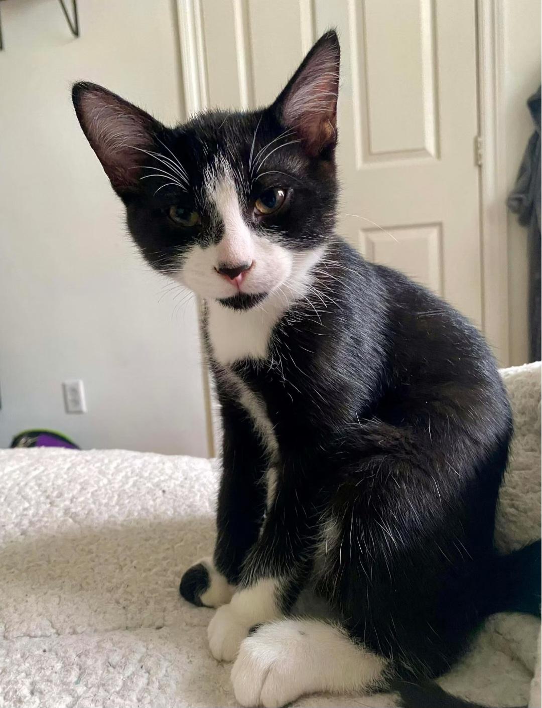 Enlarge Saguaro, an adopted Domestic Short Hair in Montréal, QC image 2/3