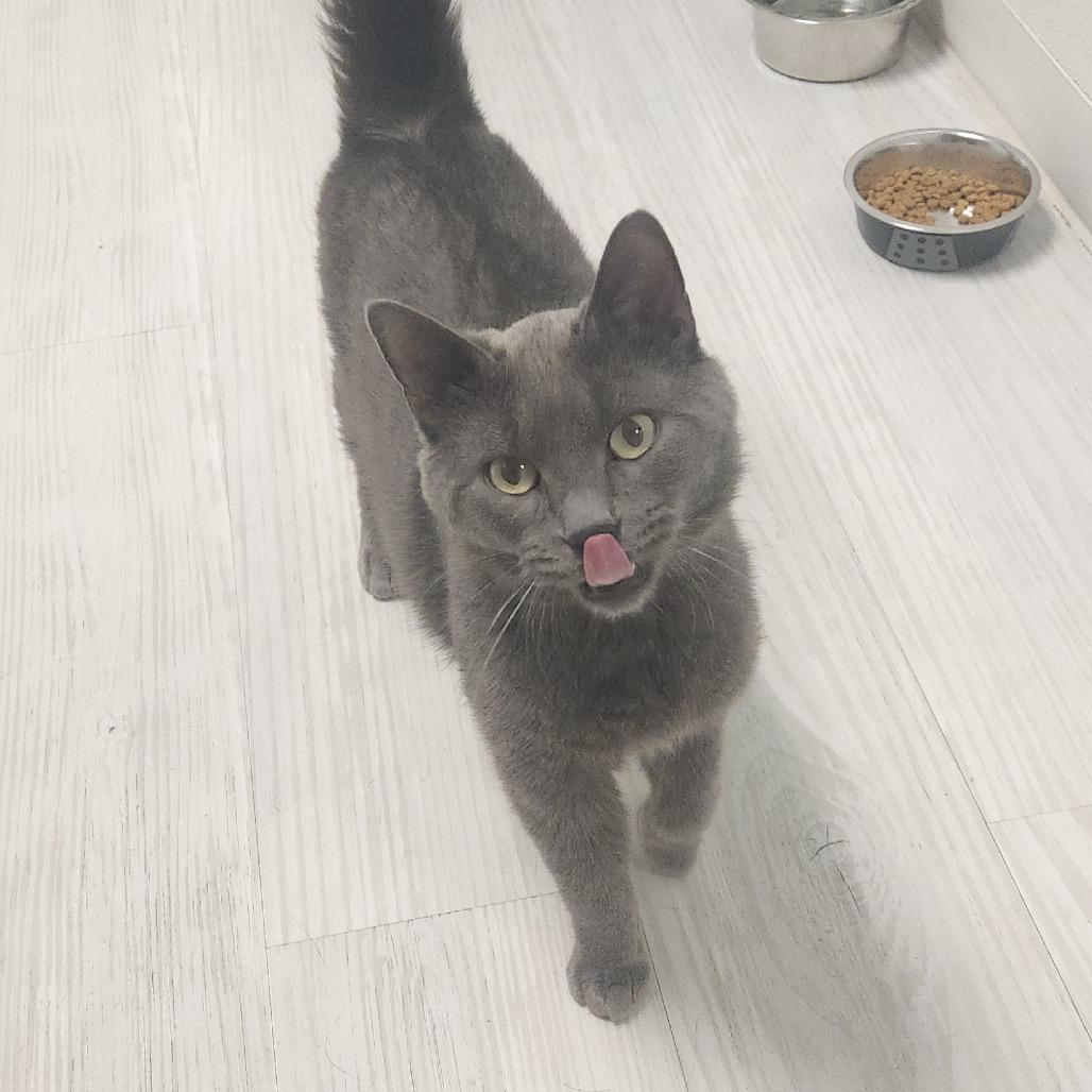 Grayson — thumbnail 2