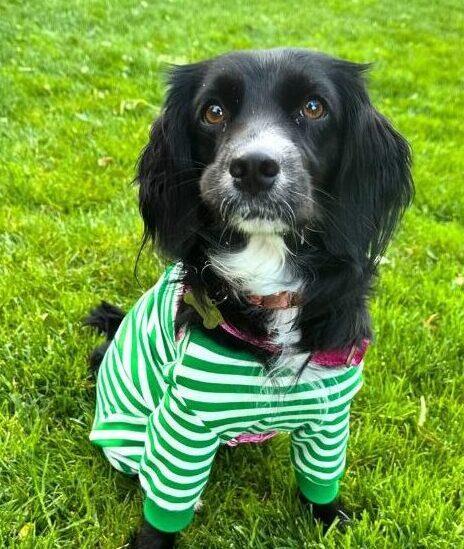 Rosie, ADOPTABLE, Young Female Cocker Spaniel & Spaniel.