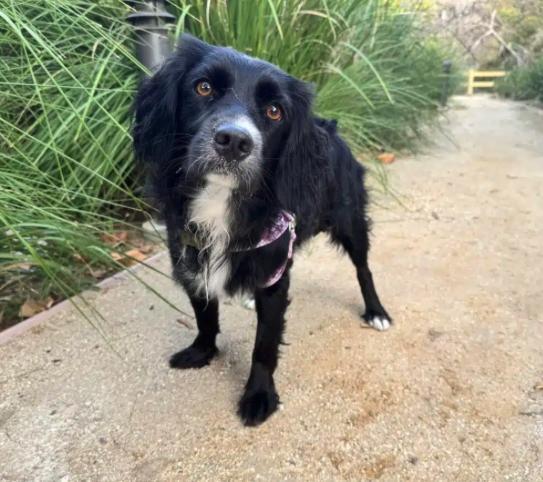 Enlarge Rosie, a ADOPTABLE mixed breed in Sherman Oaks, CA image 4/6