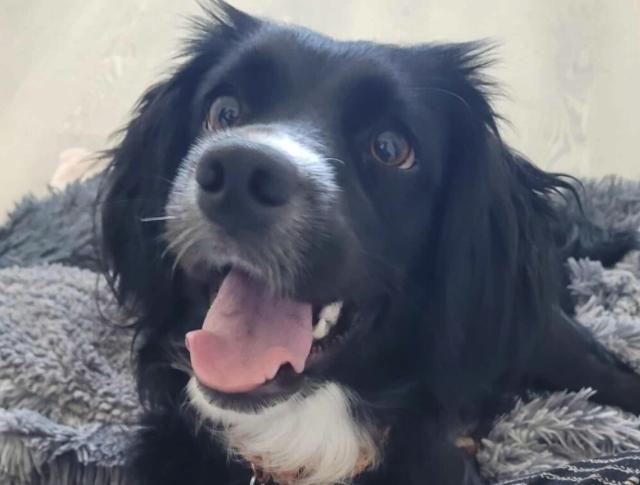 Enlarge Rosie, a ADOPTABLE mixed breed in Sherman Oaks, CA image 5/6