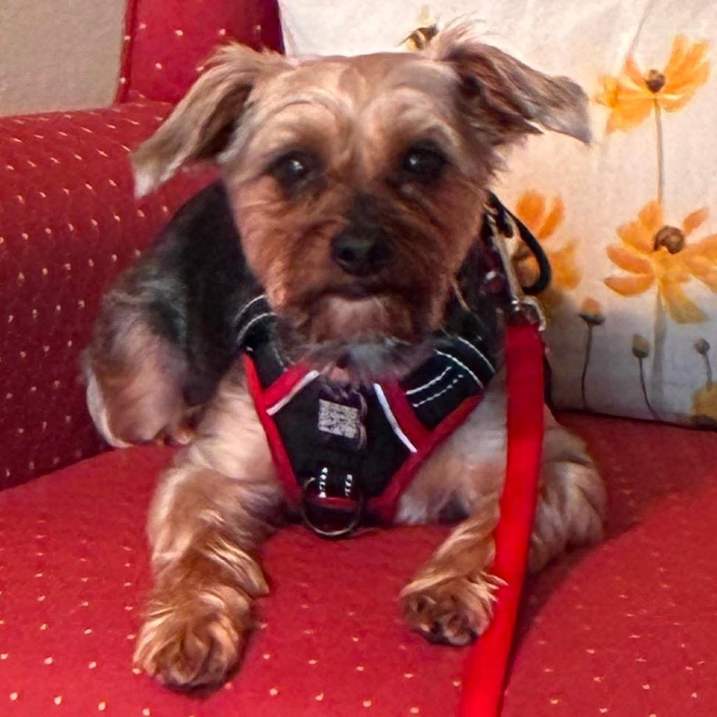 Finn, Adoptable, Adult Male Yorkshire Terrier.