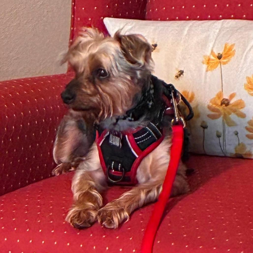 Finn, a Adoptable Yorkshire Terrier in Gulfport, MS image 2/5